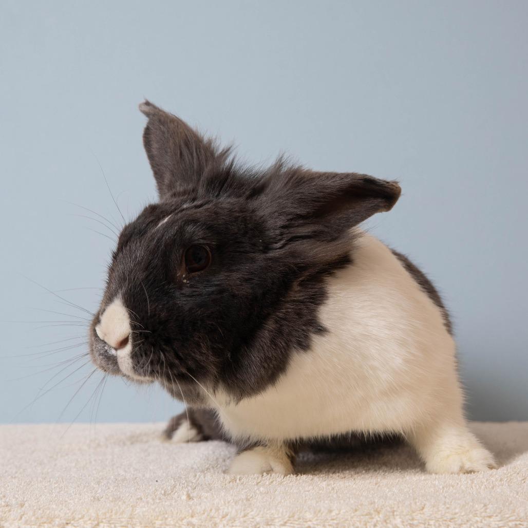 Enlarge Frittata, a Adoptable Dutch in Richmond, CA image 5/6