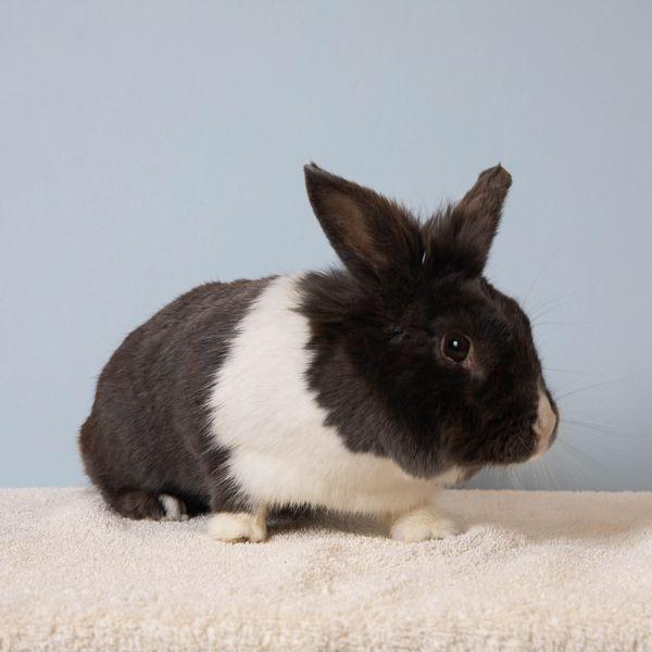 Enlarge Frittata, a Adoptable Dutch in Richmond, CA image 6/6