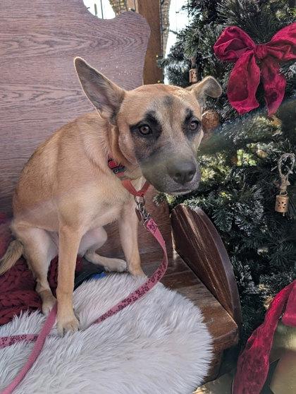 Enlarge Outfield 49410, an adoptable Mixed Breed in Oklahoma City, OK image 1/3