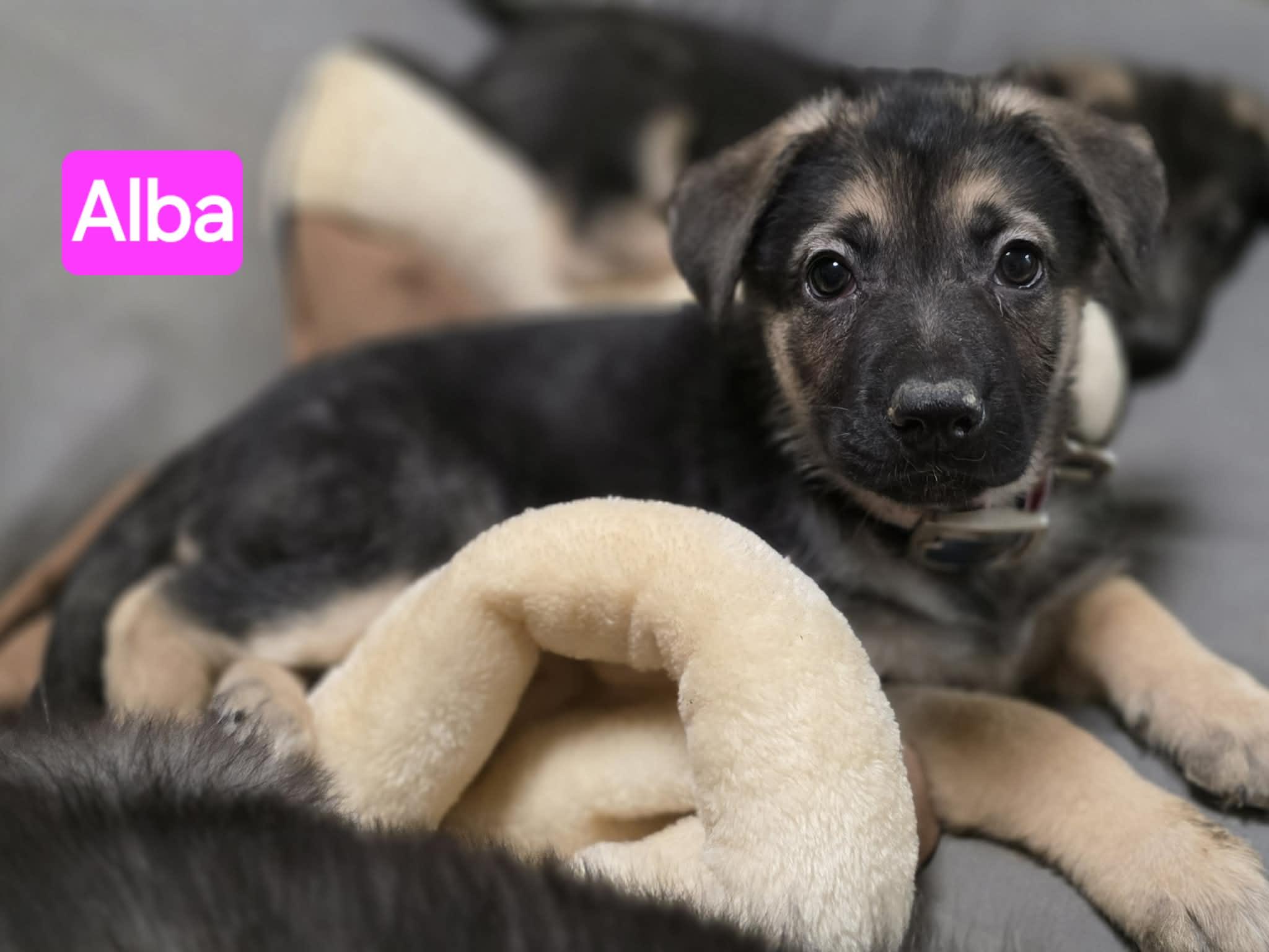 Enlarge Alba (PUPPY), an adopted mixed breed in Greeneville, TN image 2/5