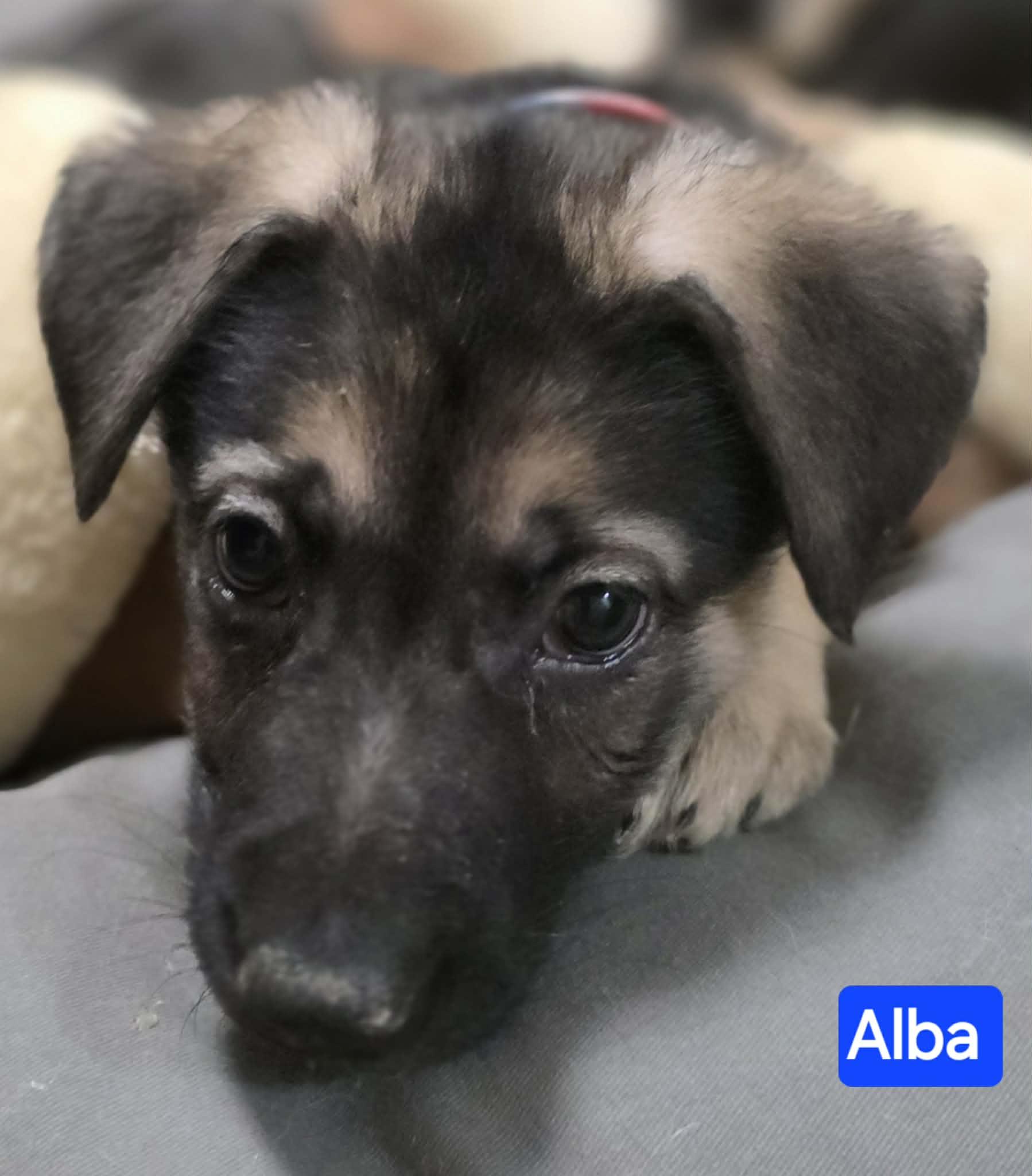 Enlarge Alba (PUPPY), an adopted mixed breed in Greeneville, TN image 3/5