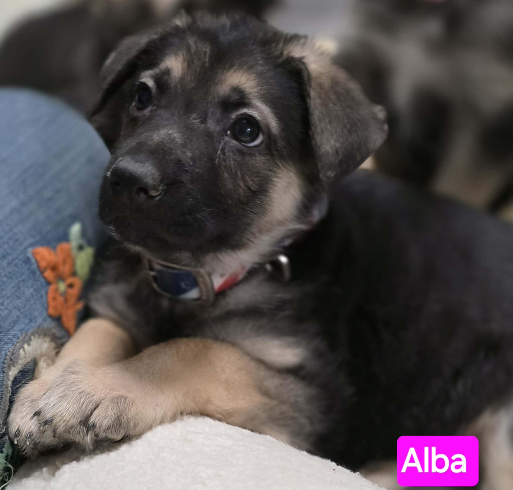 Enlarge Alba (PUPPY), an adopted mixed breed in Greeneville, TN image 1/5
