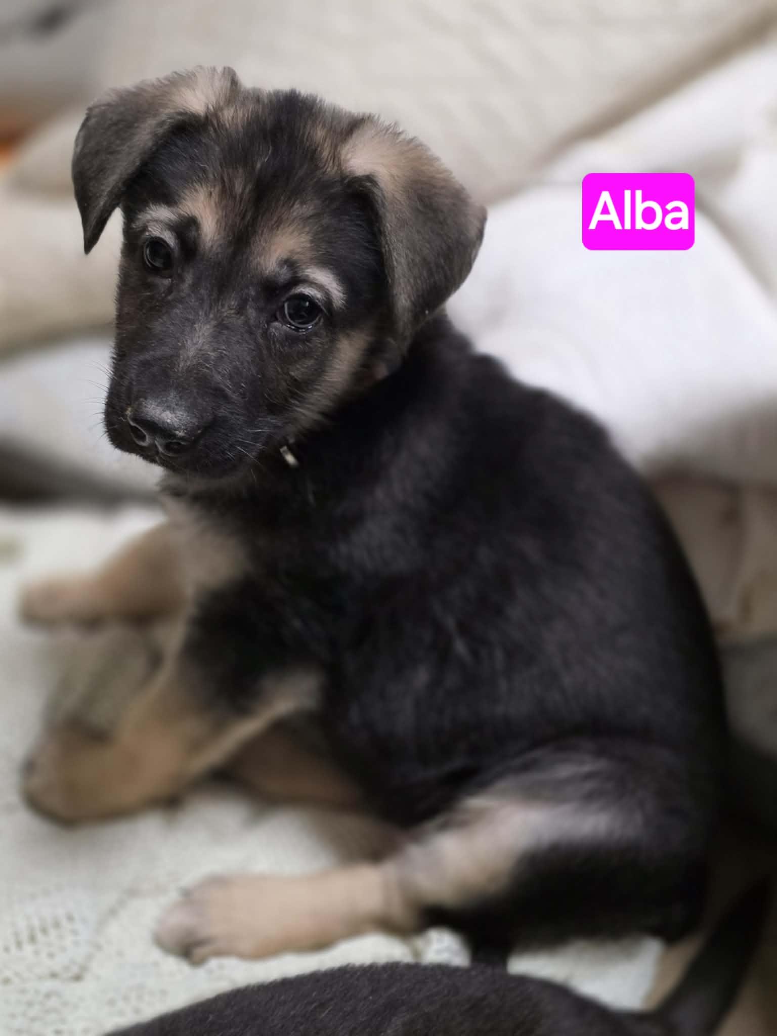 Enlarge Alba (PUPPY), an adopted mixed breed in Greeneville, TN image 4/5