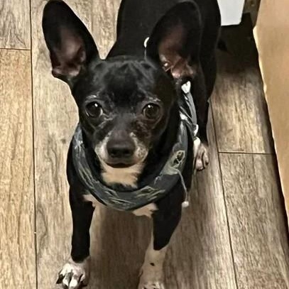 Enlarge Luna, an adopted Chihuahua in Marana, AZ image 3/3