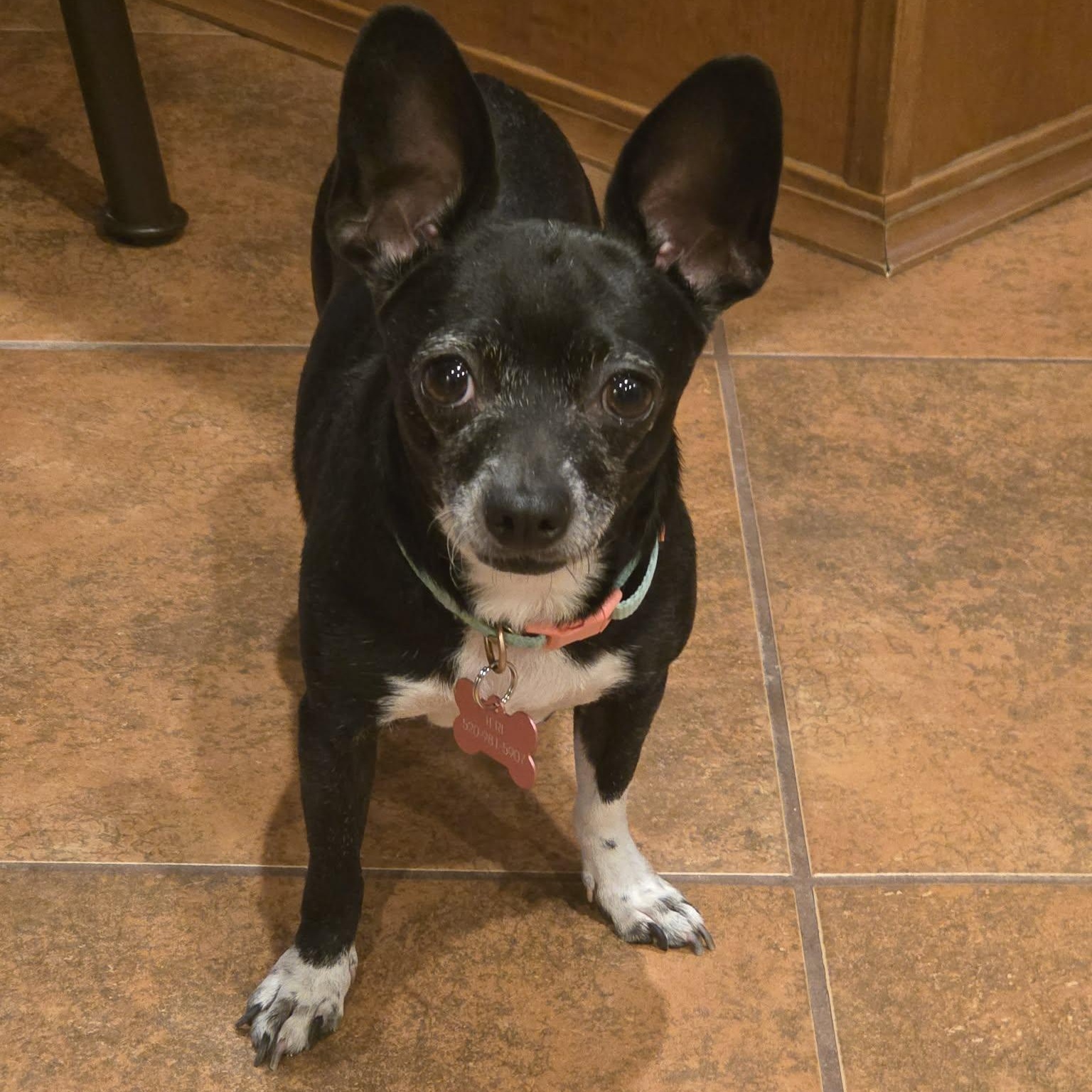 Luna, adopted, Adult Female Chihuahua.