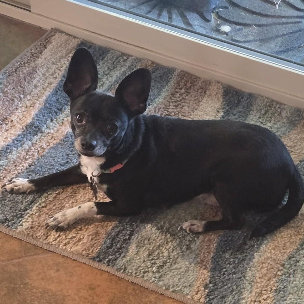 Enlarge Luna, an adopted Chihuahua in Marana, AZ image 2/3