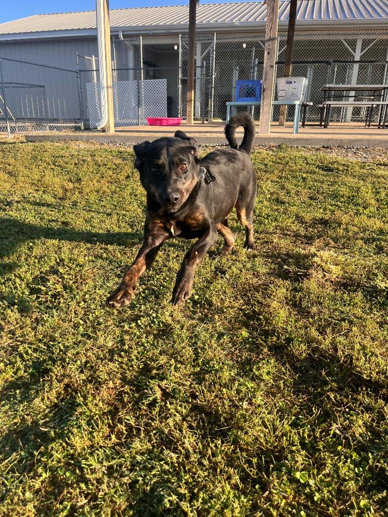 Schmitt, Adoptable, Young Male Labrador Retriever.