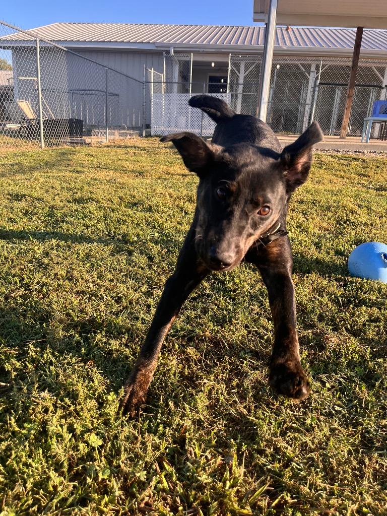 Enlarge Schmitt, a Adoptable mixed breed in Hopkinsville, KY image 2/5