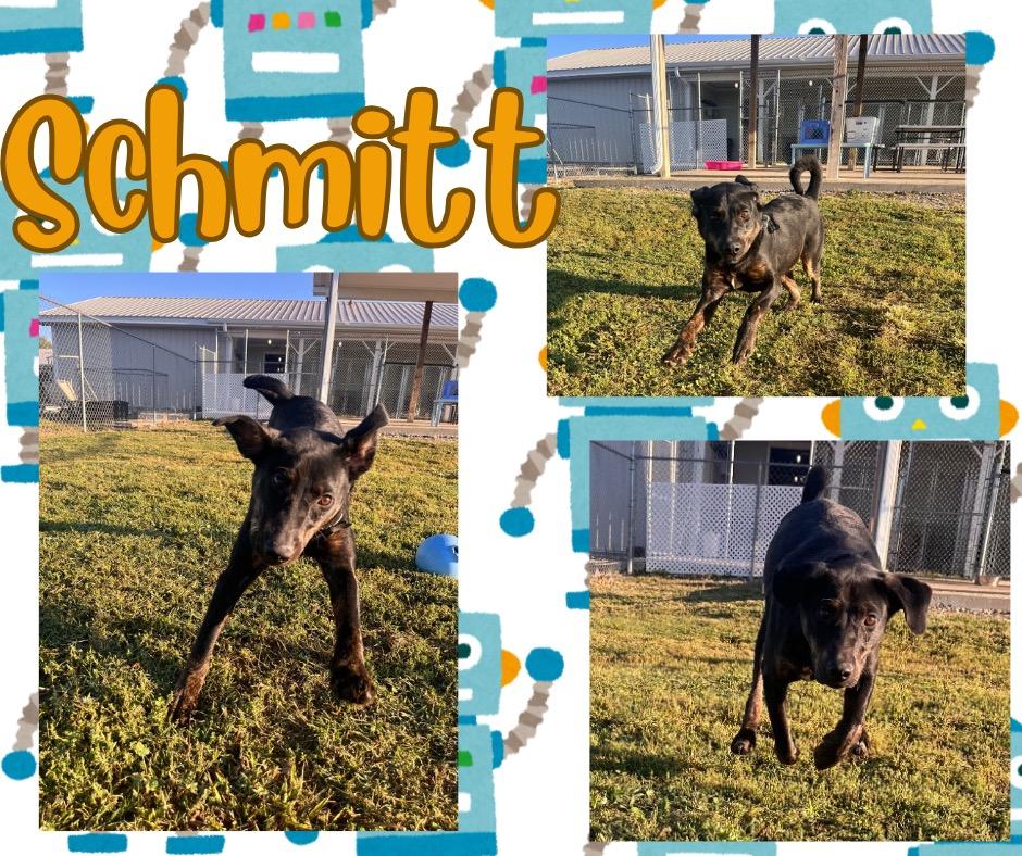 Enlarge Schmitt, a Adoptable mixed breed in Hopkinsville, KY image 3/5