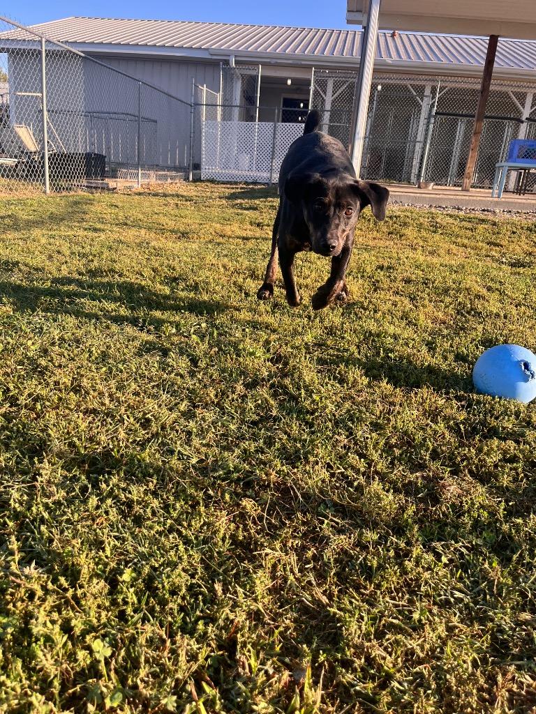 Enlarge Schmitt, a Adoptable mixed breed in Hopkinsville, KY image 4/5