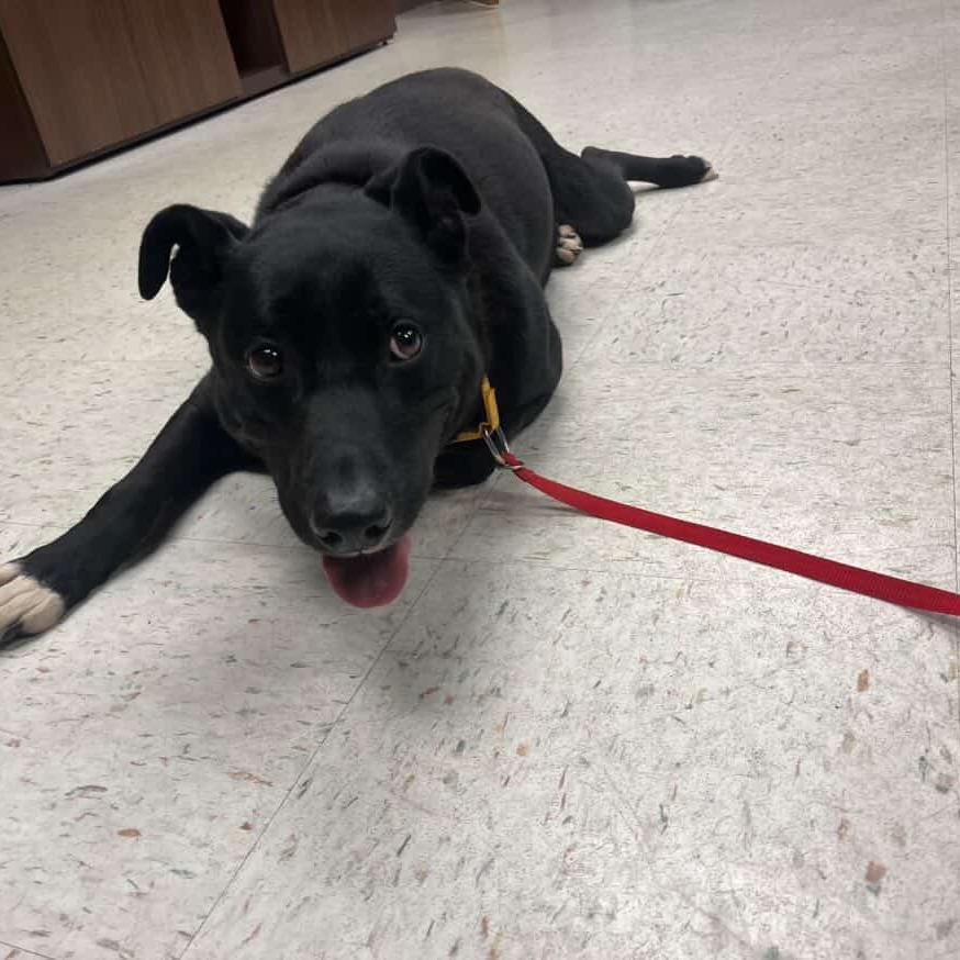Enlarge Big John, a Adoptable Black Labrador Retriever in Salem, WV image 1/1