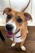 LUNA, Adoptable, Young Female Basset Hound & Boxer.