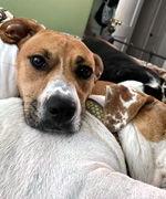 Enlarge LUNA, a Adoptable mixed breed in Mays Landing, NJ image 3/3