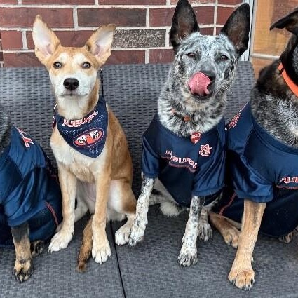 Brandy Old Fashioned Wisconsin