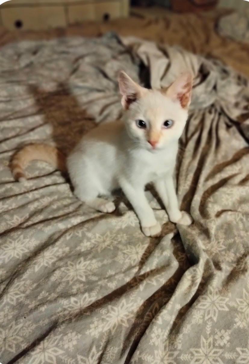 Enlarge Frizz, an adopted Domestic Short Hair in Herculaneum, MO image 1/1
