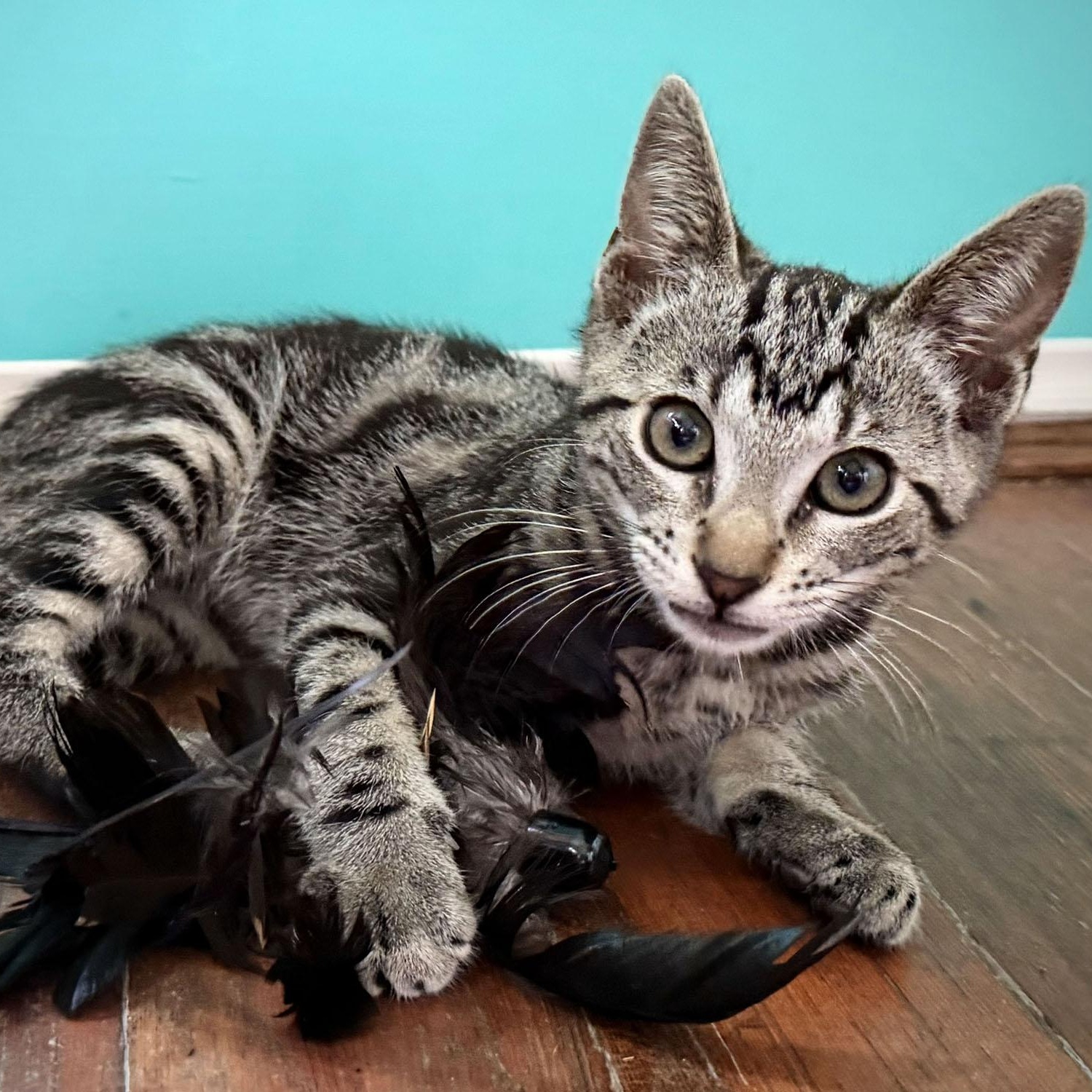 Nico, an adopted Domestic Short Hair in Salinas, CA image 2/5