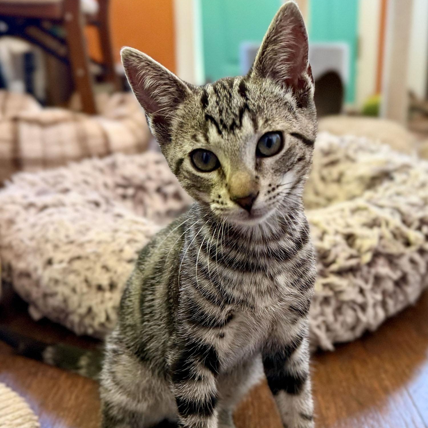 Nico, adopted, Kitten Male Domestic Short Hair.