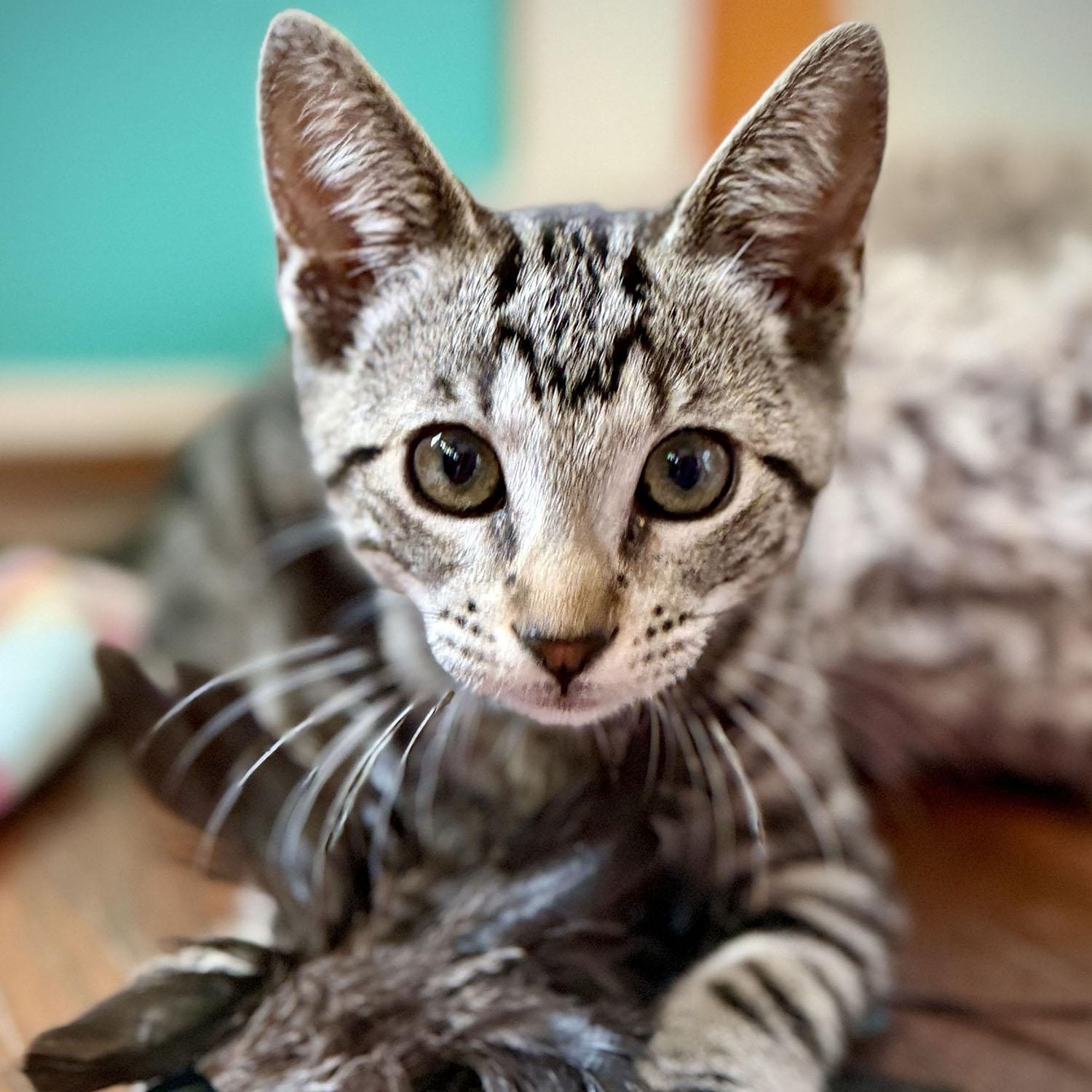 Nico, an adopted Domestic Short Hair in Salinas, CA image 3/5