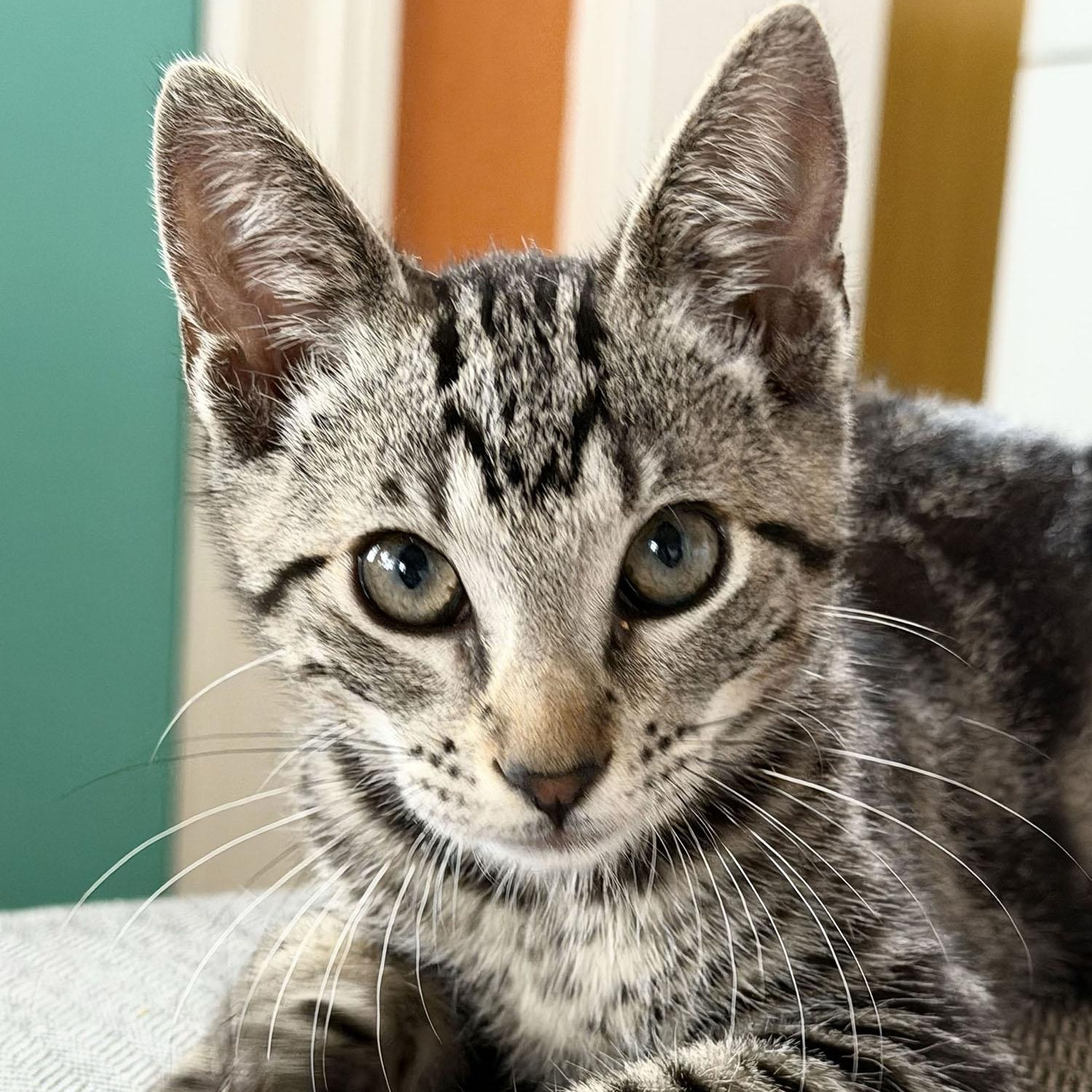 Nico, an adopted Domestic Short Hair in Salinas, CA image 4/5