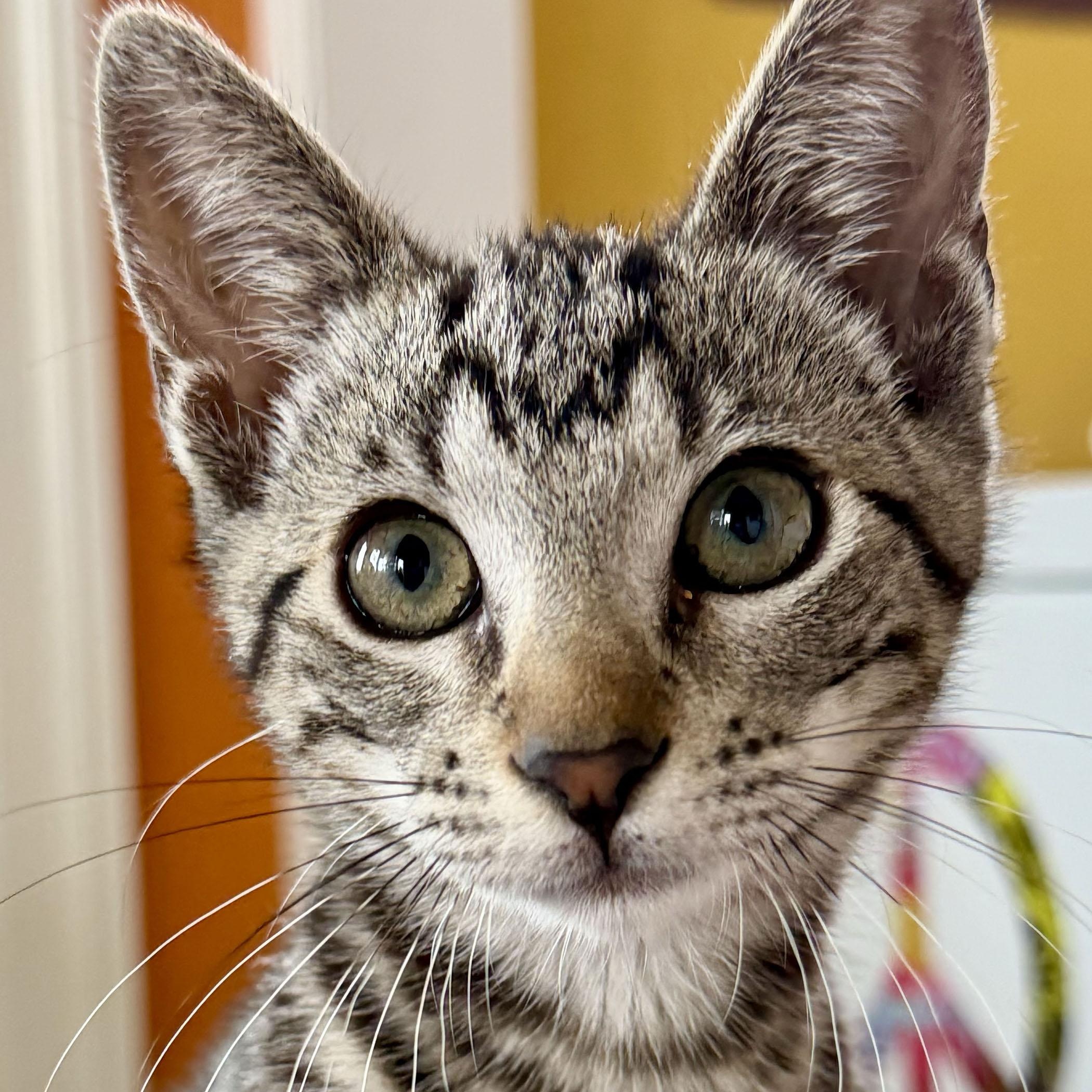 Nico, an adopted Domestic Short Hair in Salinas, CA image 5/5