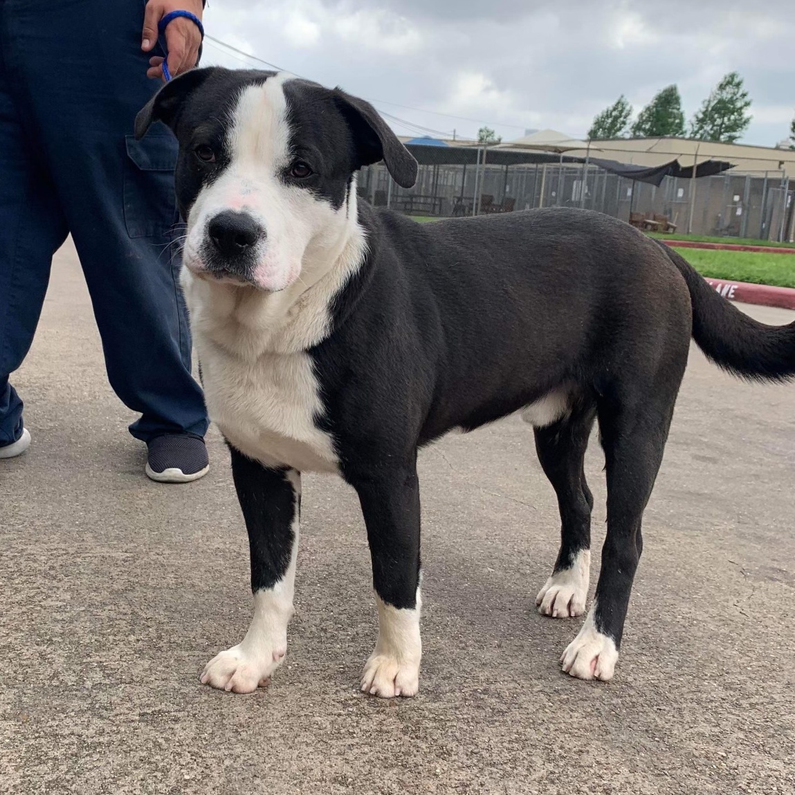 Panda, Young Male Mixed Breed