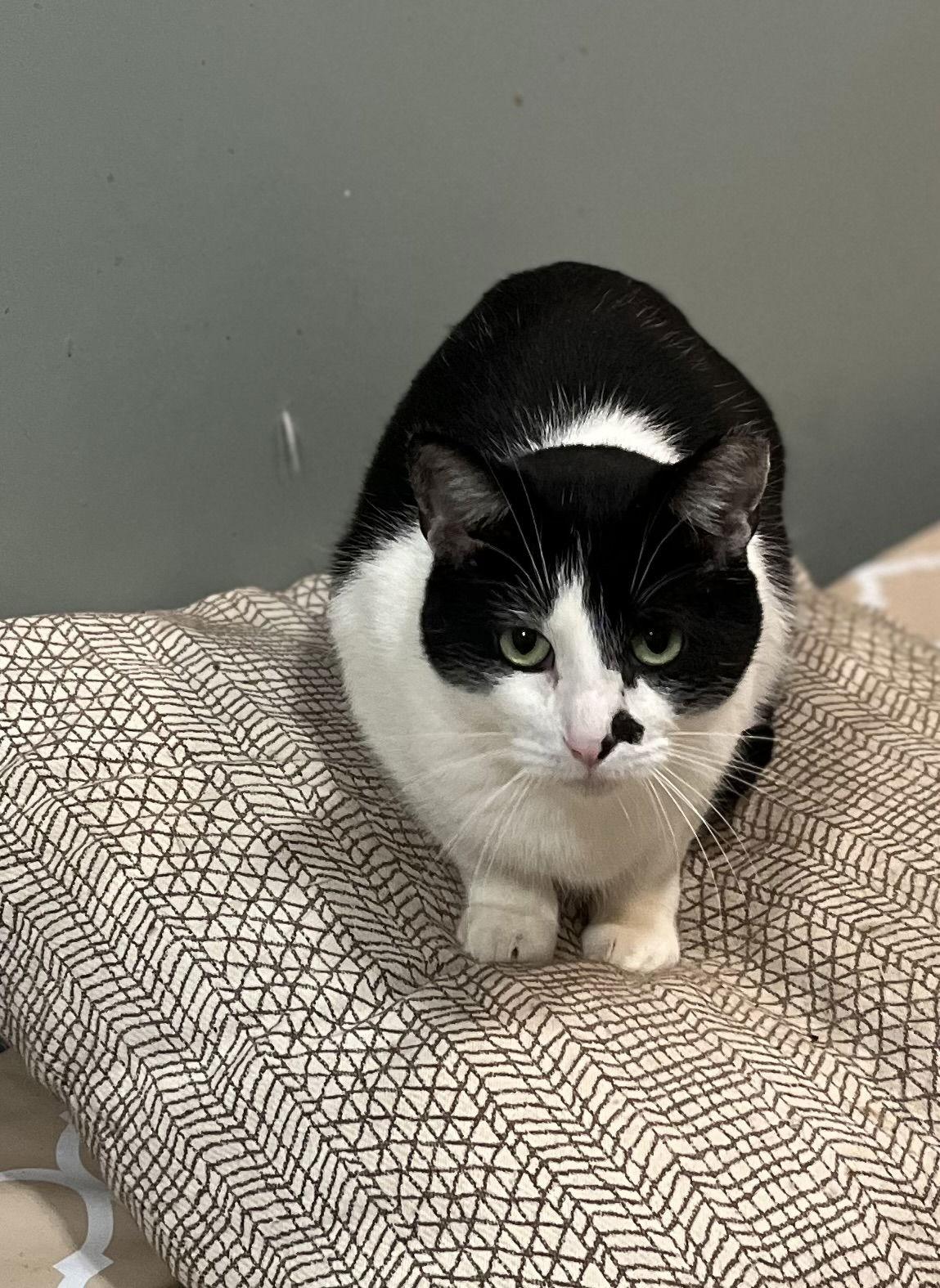 Enlarge Phantom, a Adoptable Domestic Short Hair in Zimmerman, MN image 1/1