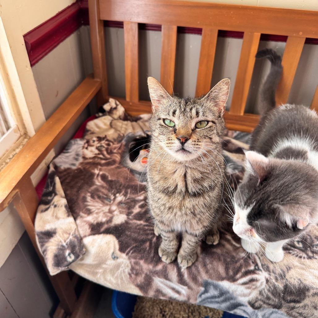 Enlarge Sophia, a Adoptable Tabby in Richland, MI image 2/4