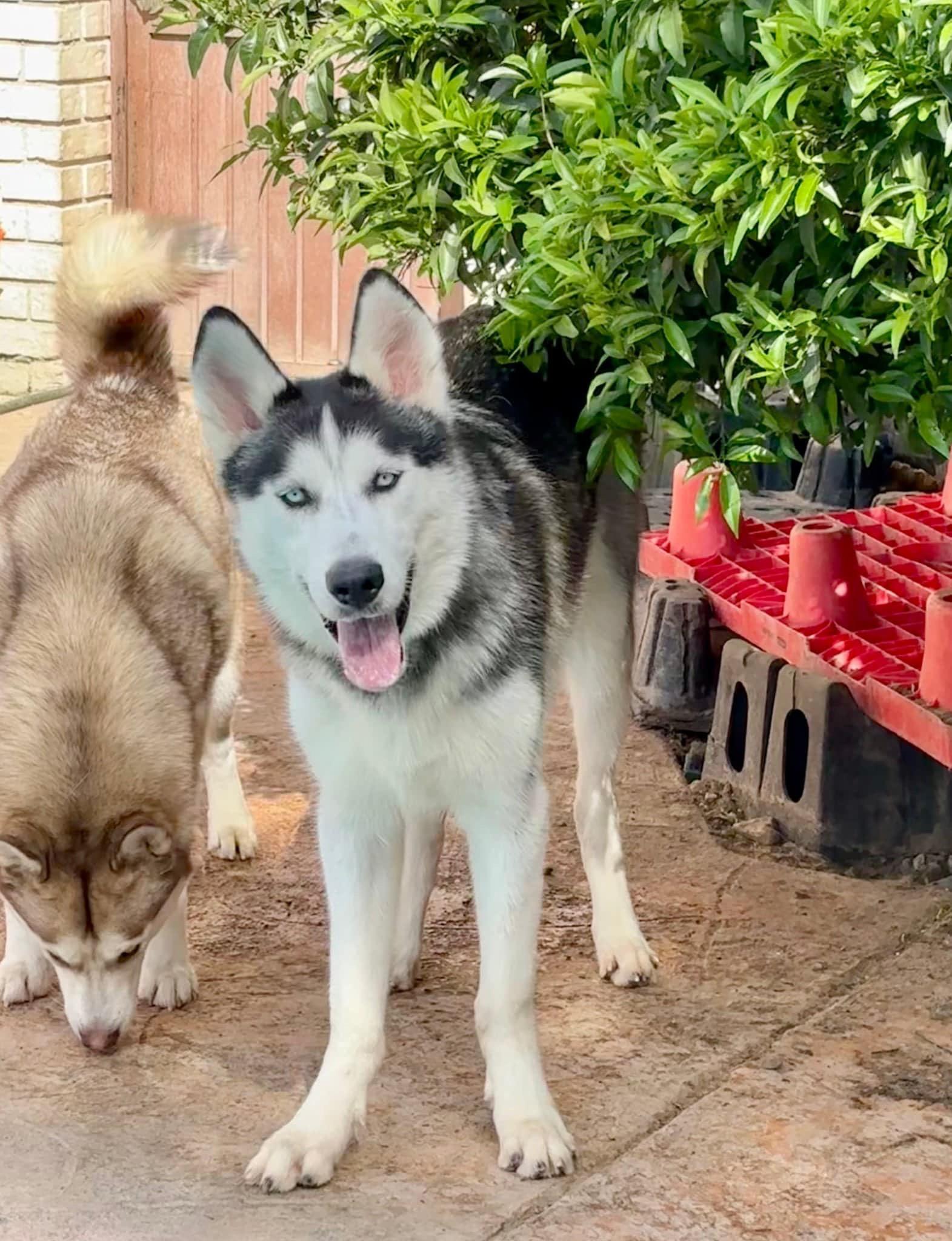 Wesley, Adoptable, Adult Male Siberian Husky.