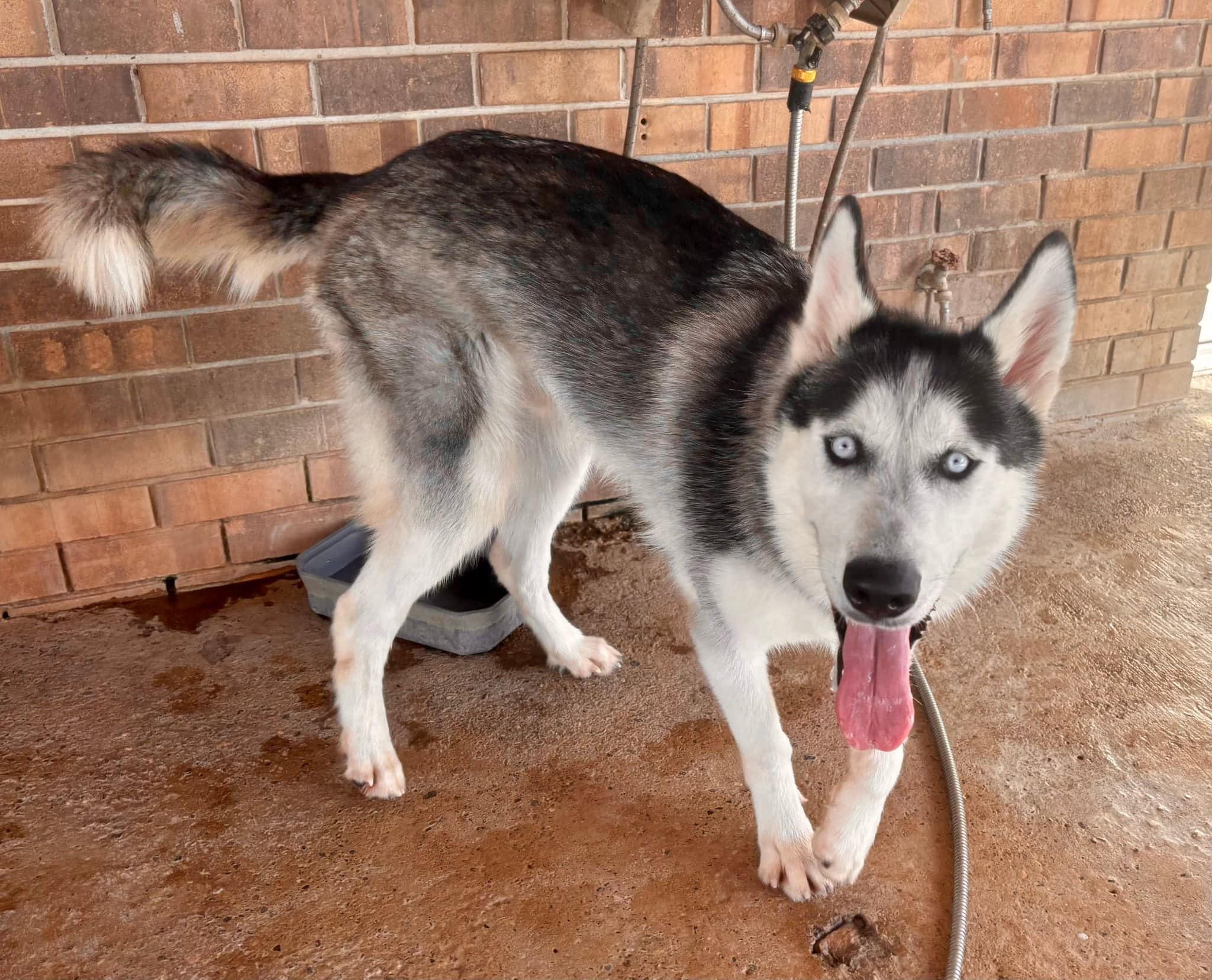 Wesley, a Adoptable Siberian Husky in Burlington , VT image 2/5