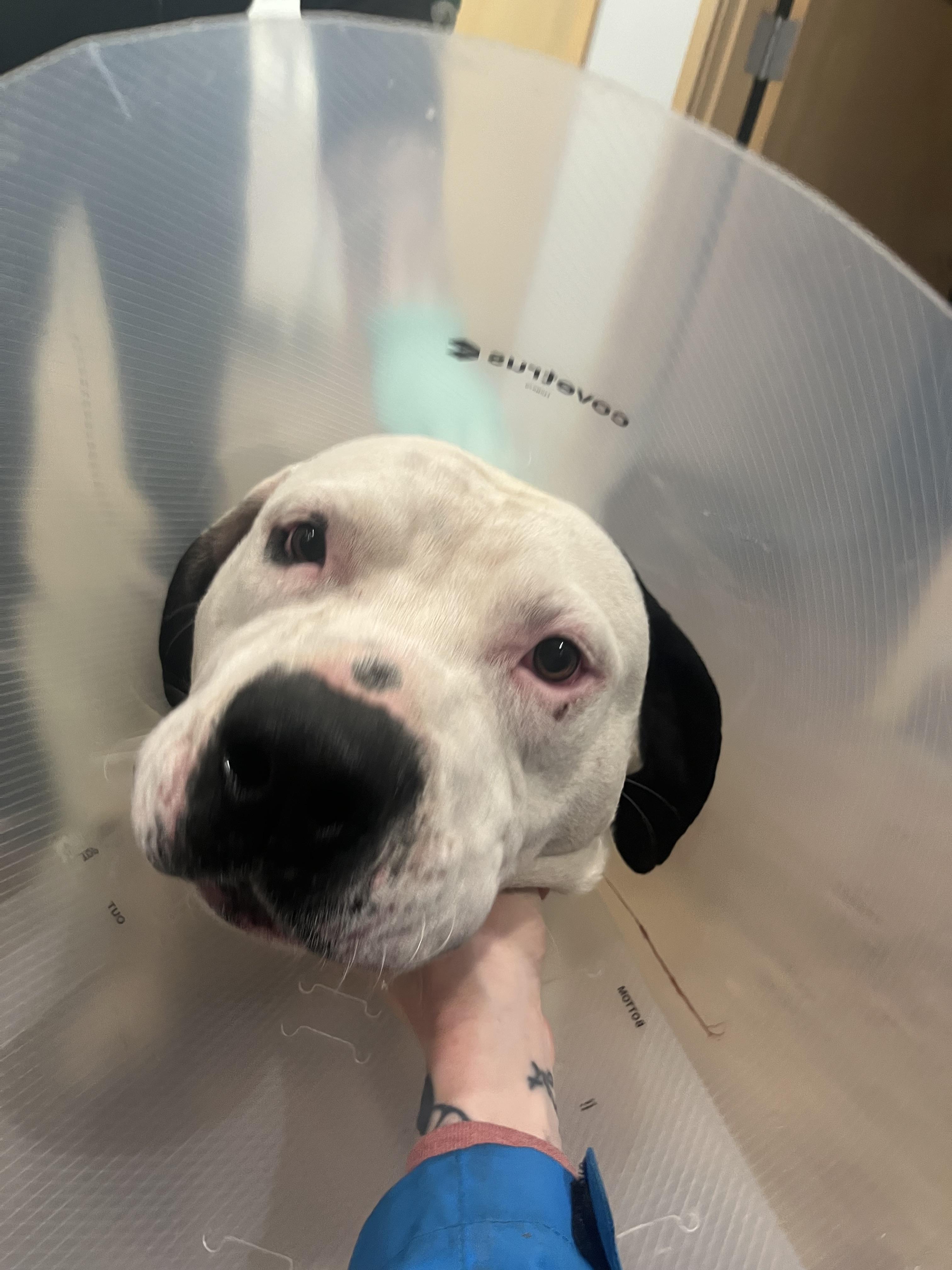 Enlarge Bentley, a ADOPTABLE American Staffordshire Terrier in Shelton, WA image 2/3