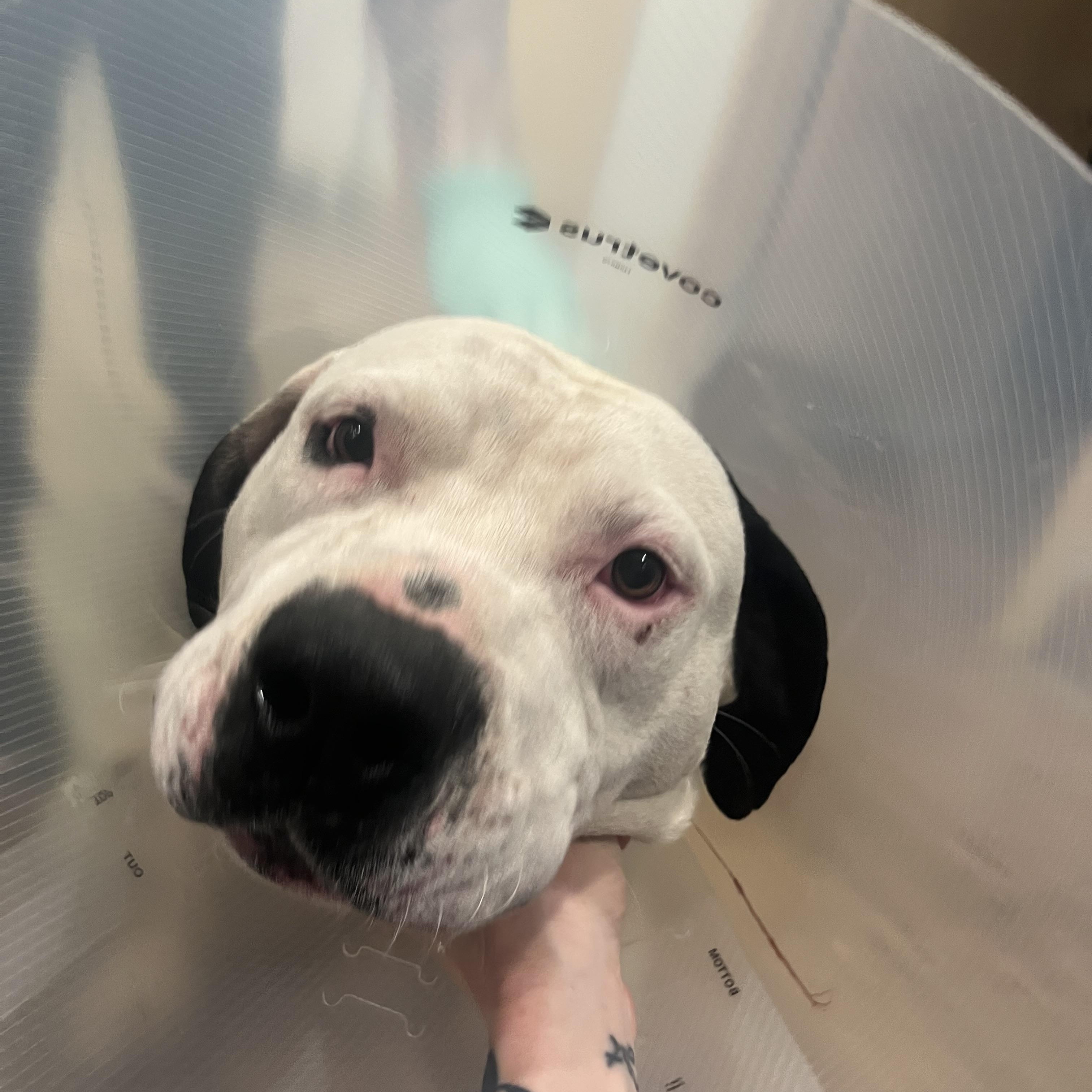 Enlarge Bentley, an adopted American Staffordshire Terrier in Shelton, WA image 3/4