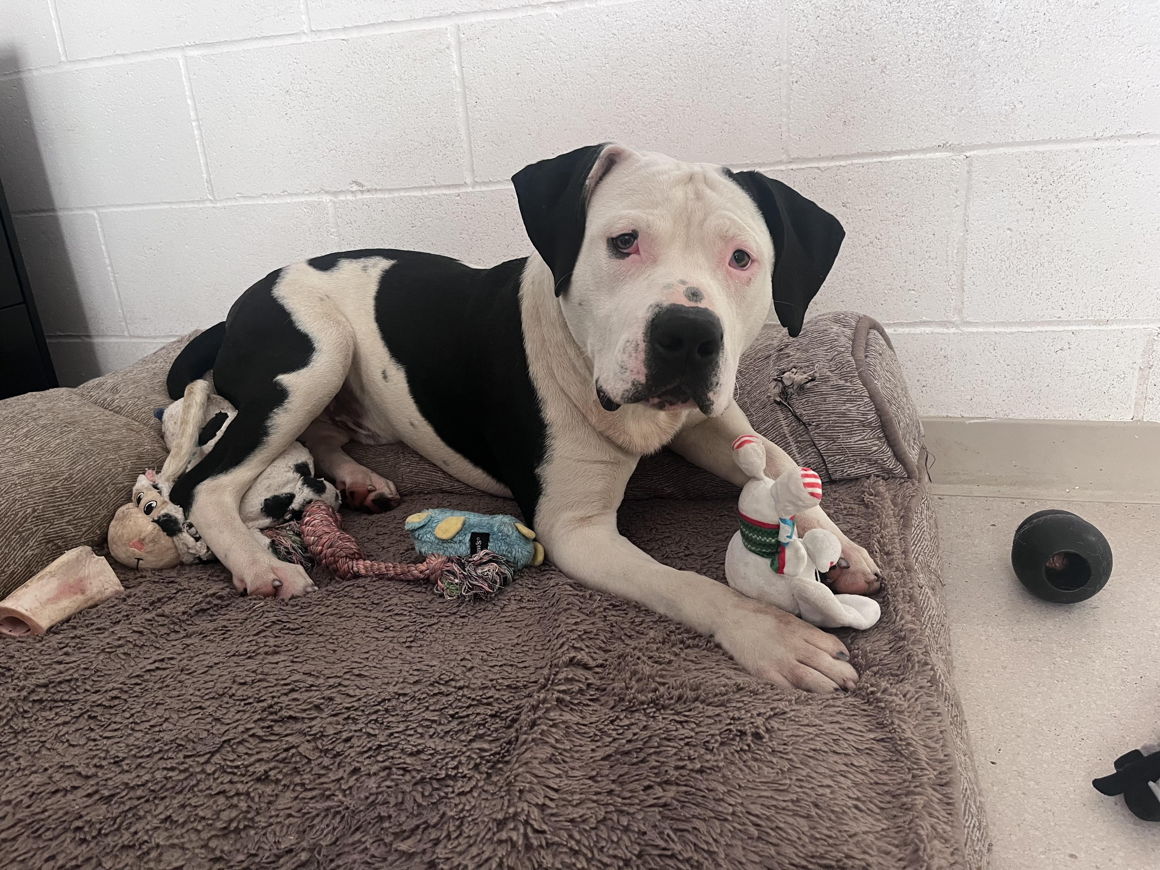 Enlarge Bentley, a ADOPTABLE American Staffordshire Terrier in Shelton, WA image 3/3