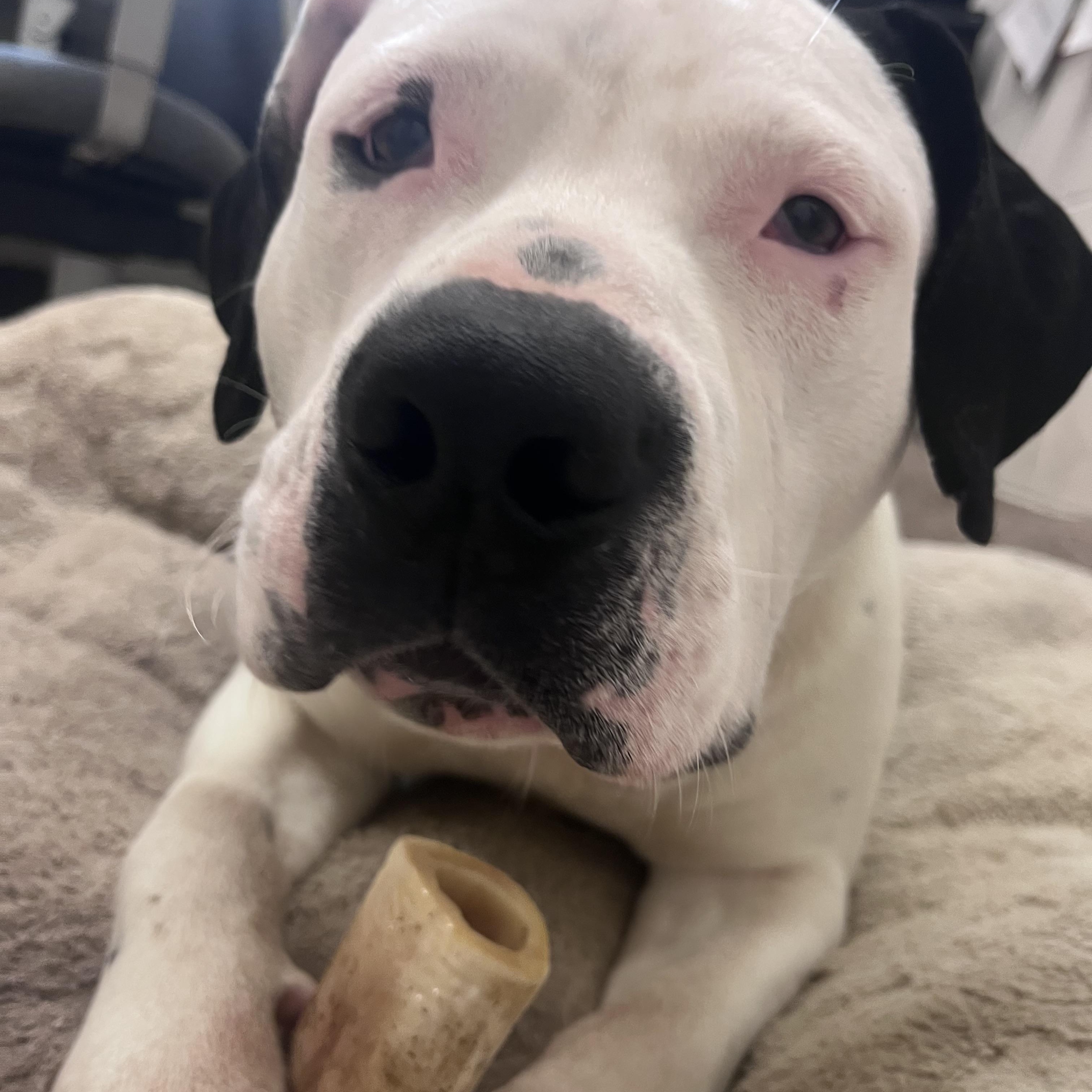 Enlarge Bentley, an adopted American Staffordshire Terrier in Shelton, WA image 4/4