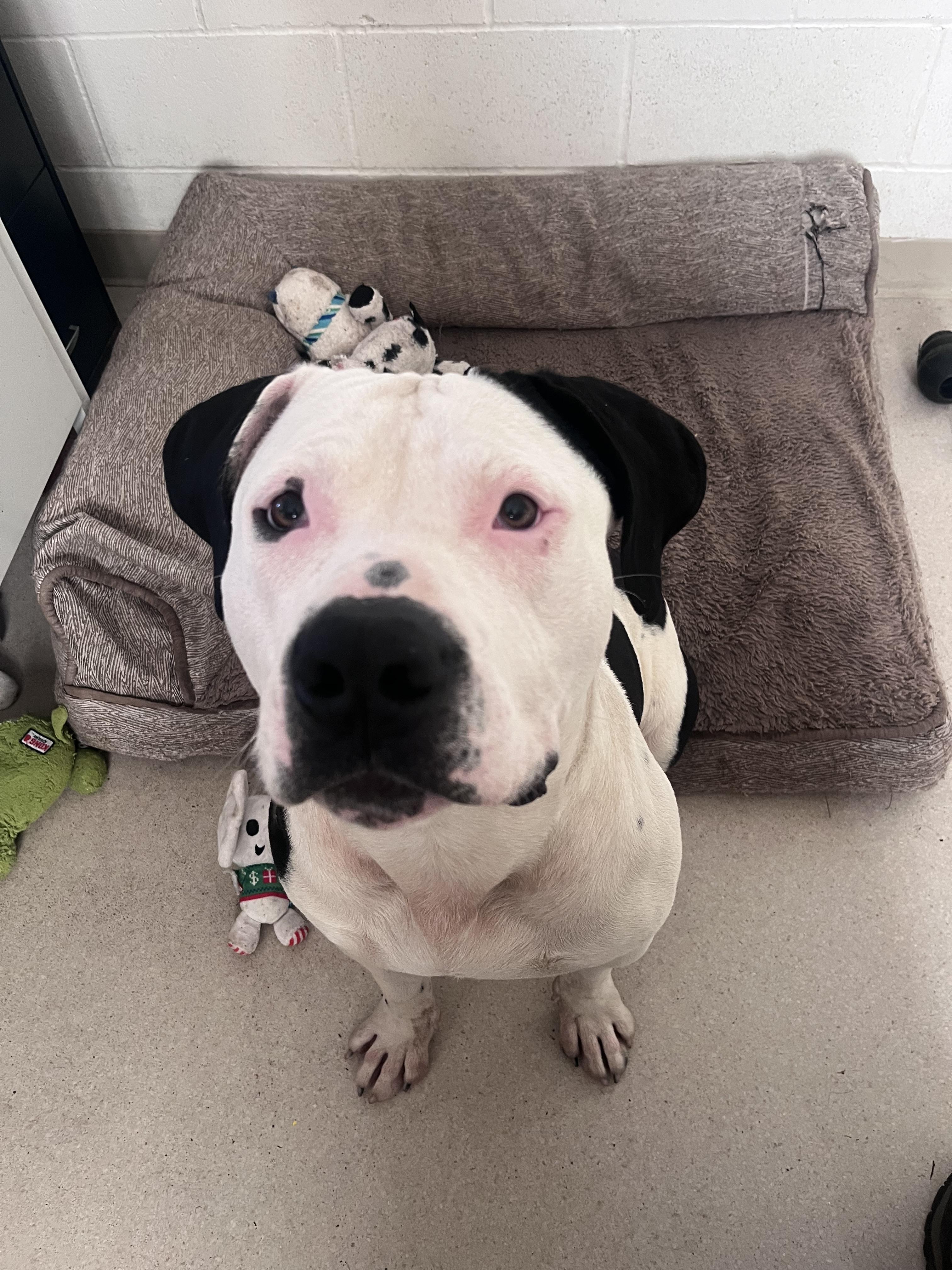 Enlarge Bentley, a ADOPTABLE American Staffordshire Terrier in Shelton, WA image 1/3