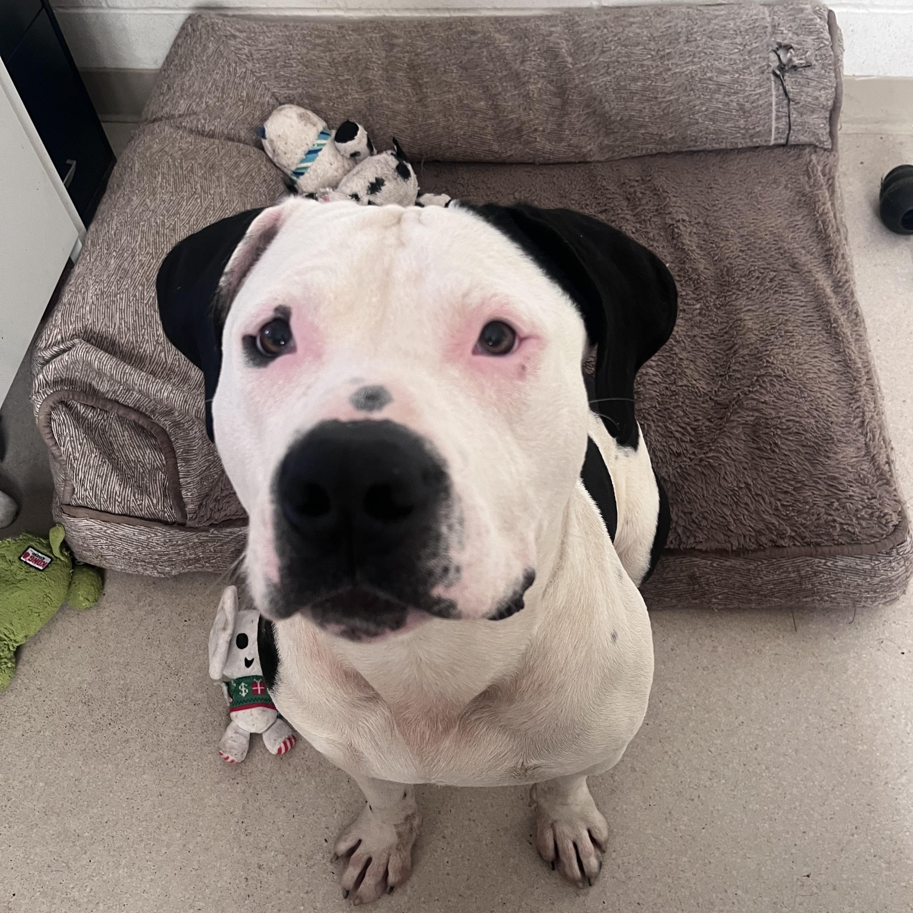 Enlarge Bentley, an adopted American Staffordshire Terrier in Shelton, WA image 2/4