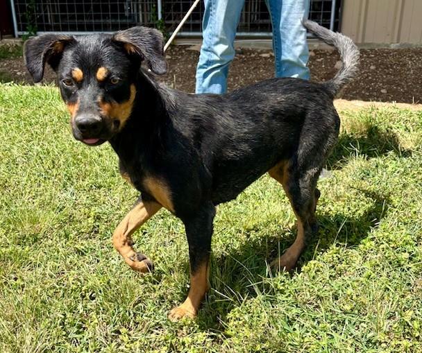Lottie, a Adoptable mixed breed in Hartford, CT image 1/5
