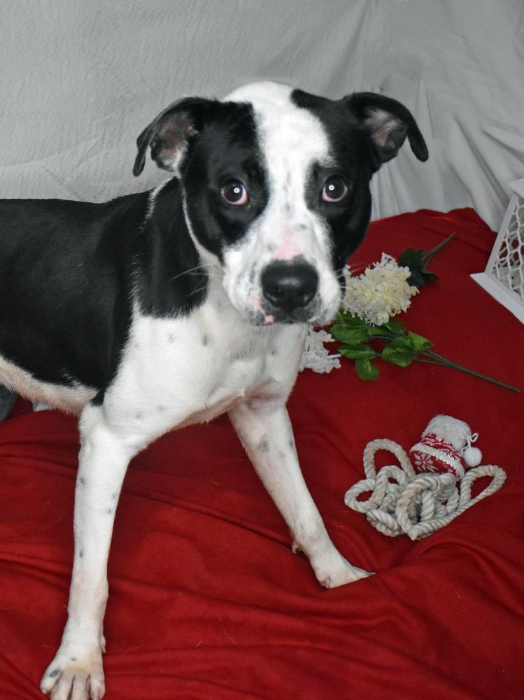 General, Adoptable, Adult Male Pit Bull Terrier.