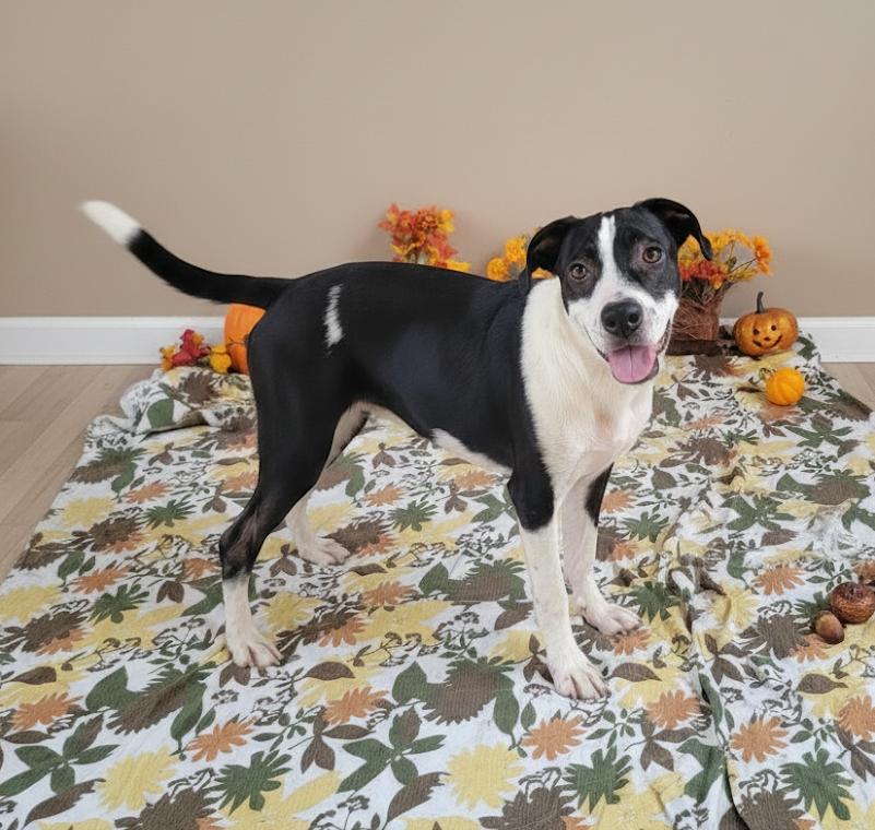 Enlarge General, a Adoptable mixed breed in Monroe, LA image 2/4