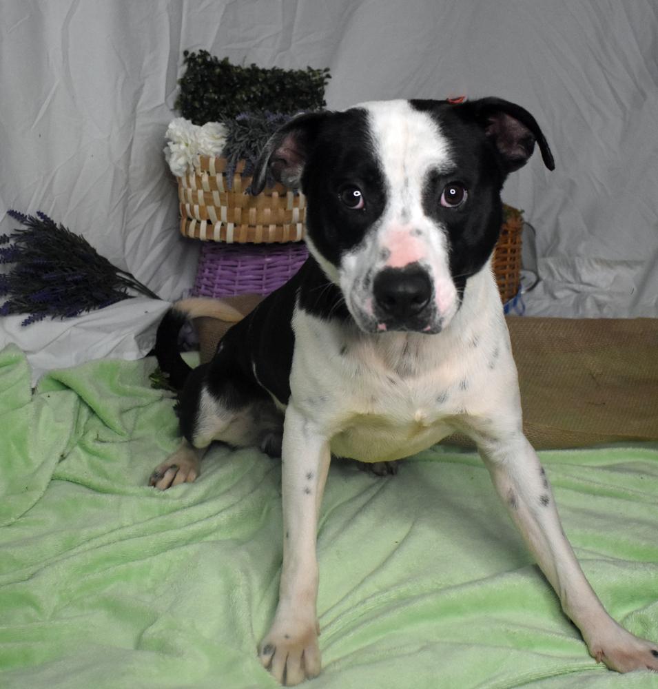 Enlarge General, a Adoptable mixed breed in Monroe, LA image 3/4