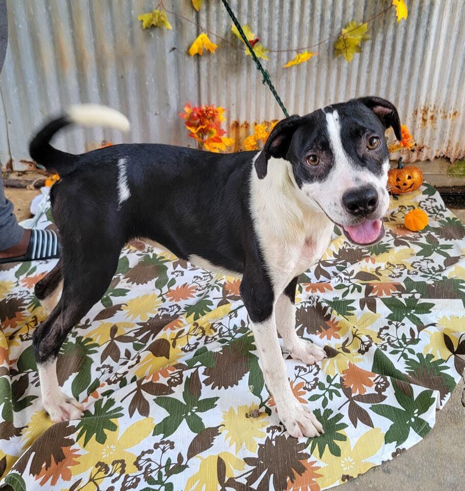 Enlarge General, a Adoptable mixed breed in Monroe, LA image 4/4