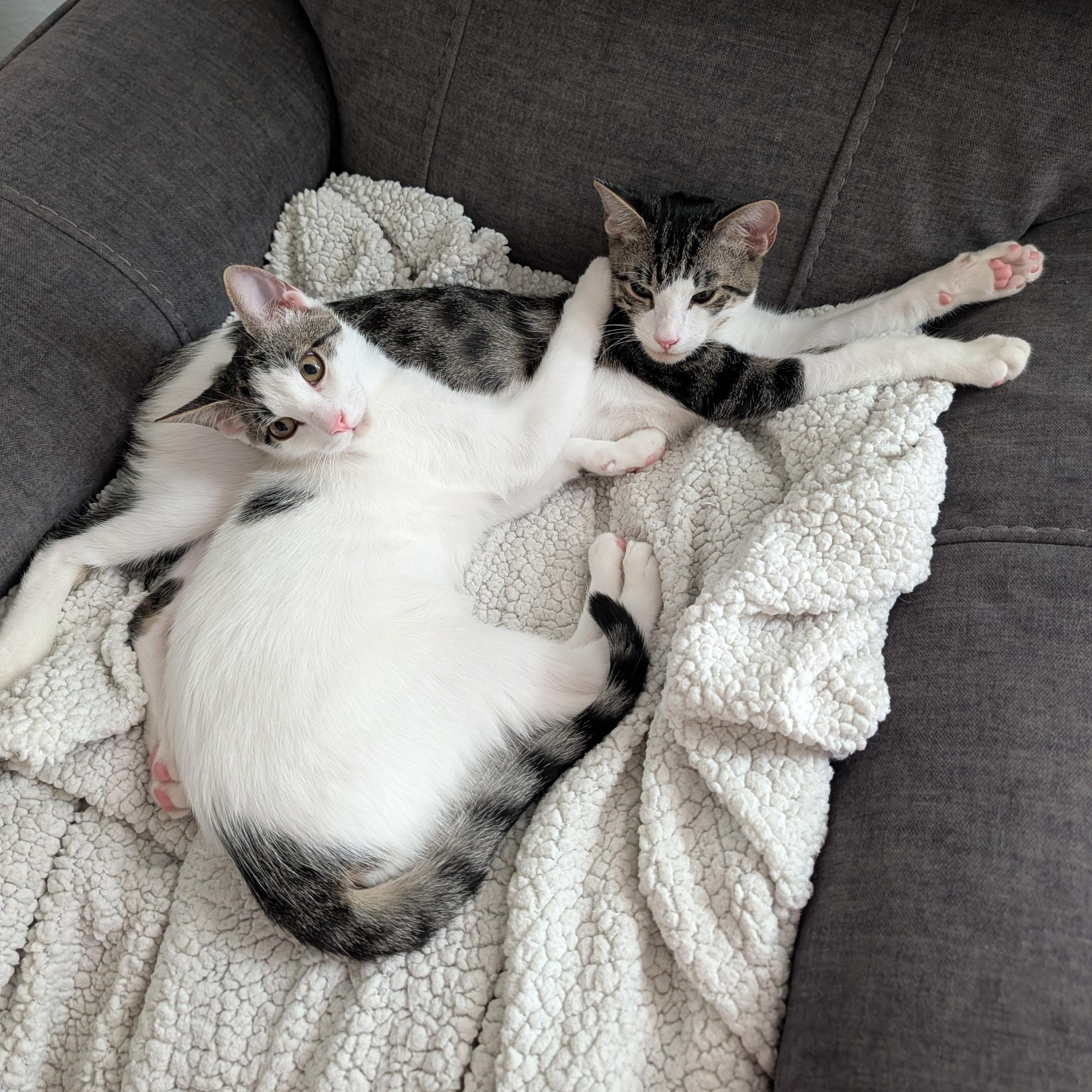 Enlarge Tucker and Baby Mia, a Adoptable mixed breed in NOTTINGHAM, MD image 3/6