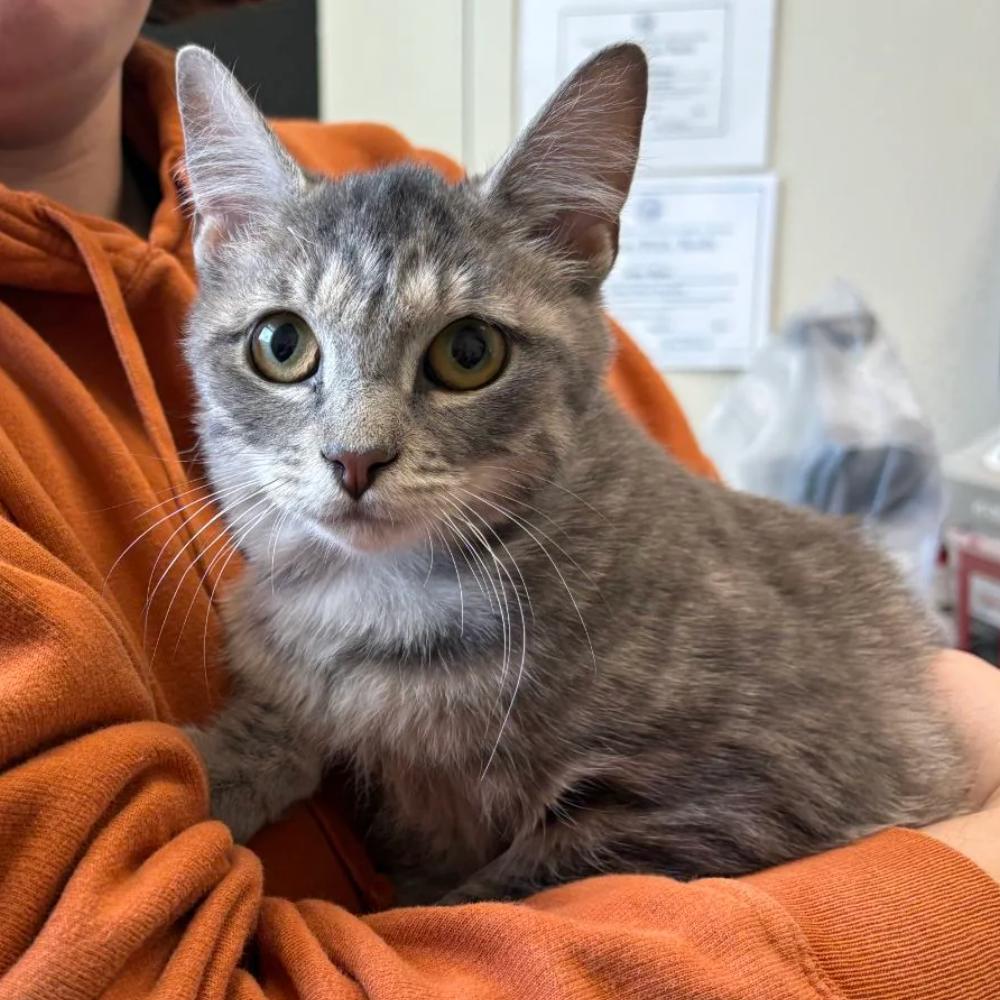 Frankie, Adoptable, Young Male Domestic Short Hair.