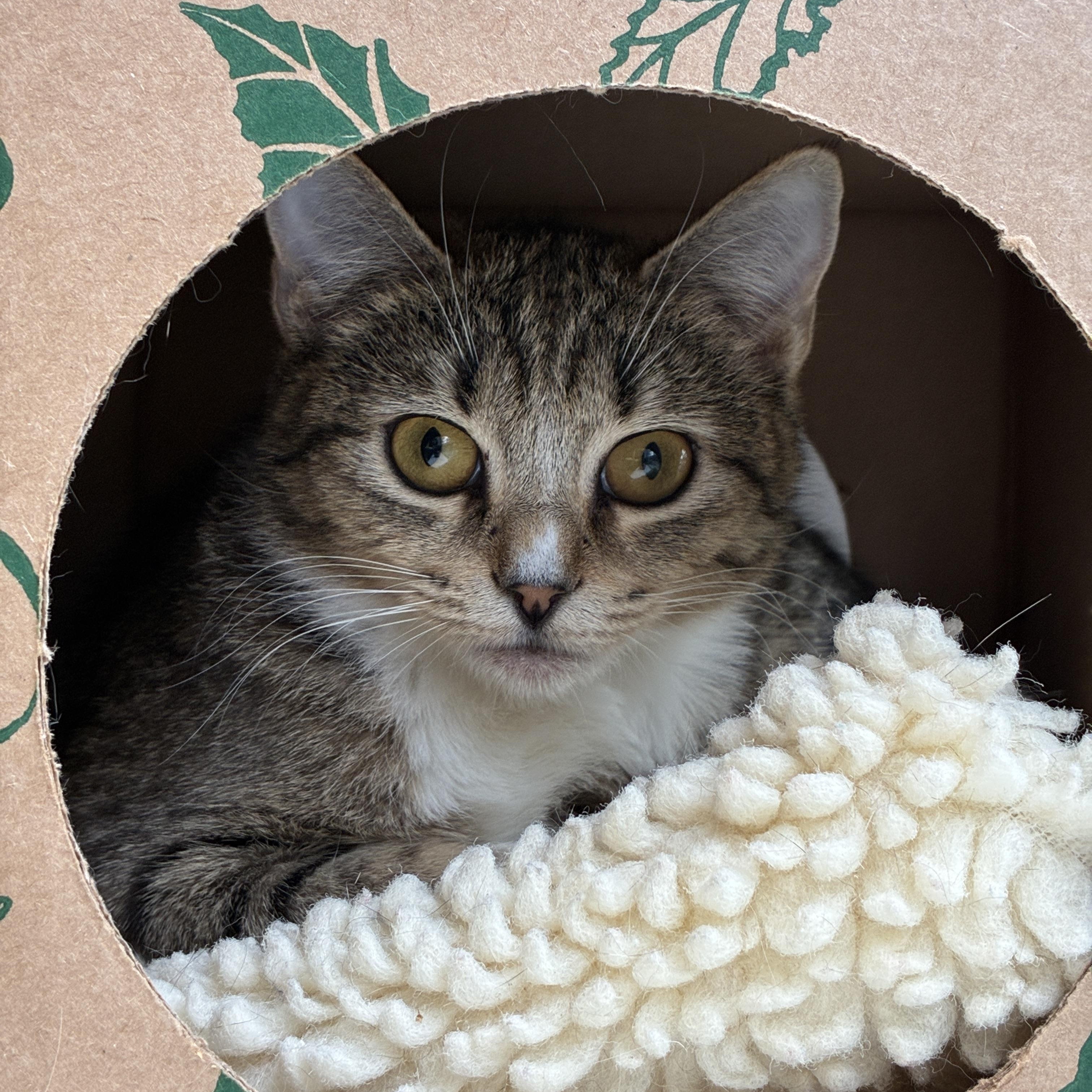 Betsey & Patsy, Adoptable, Young Female Domestic Short Hair.