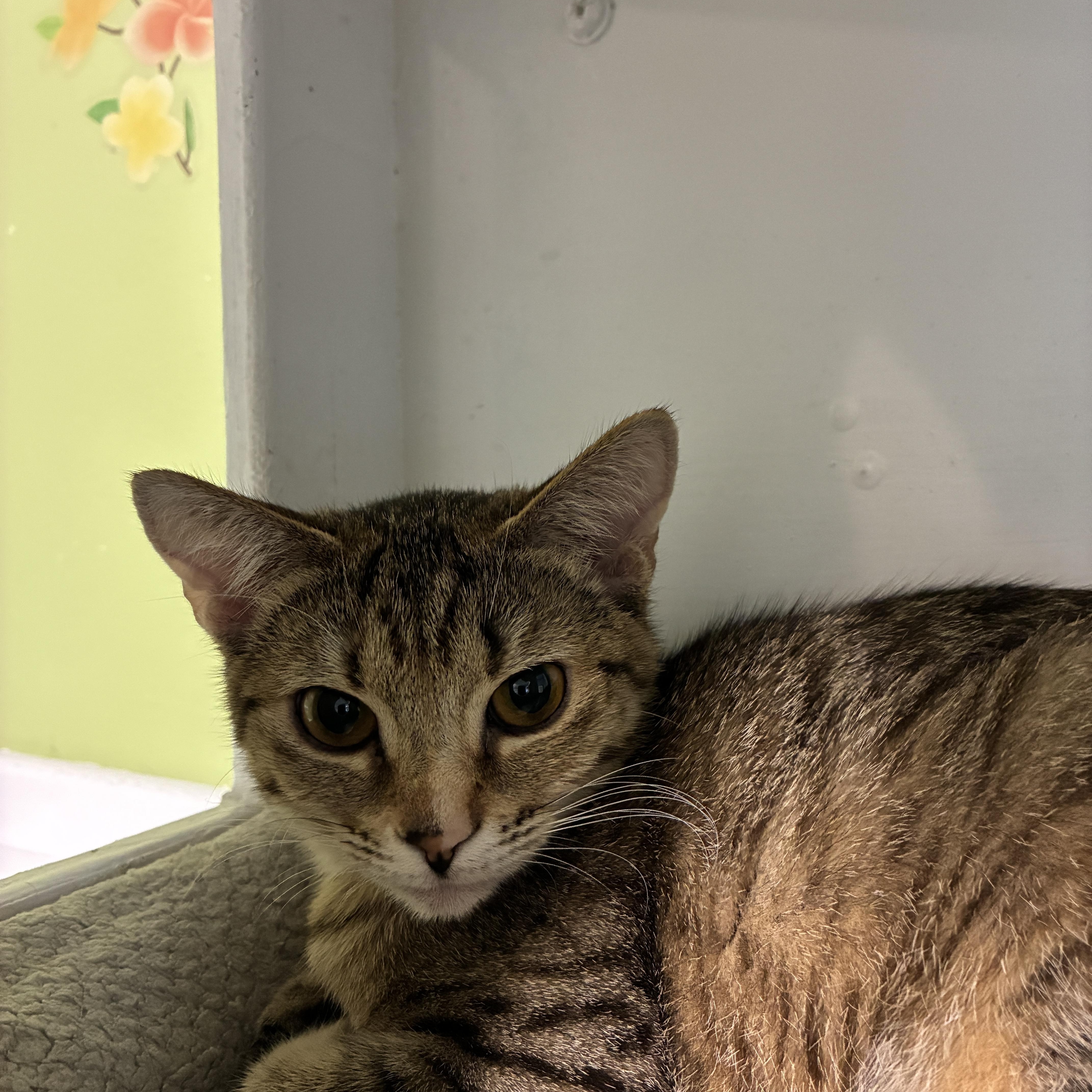 Patsy, a Adoptable Domestic Short Hair in Kirkland, WA image 2/2