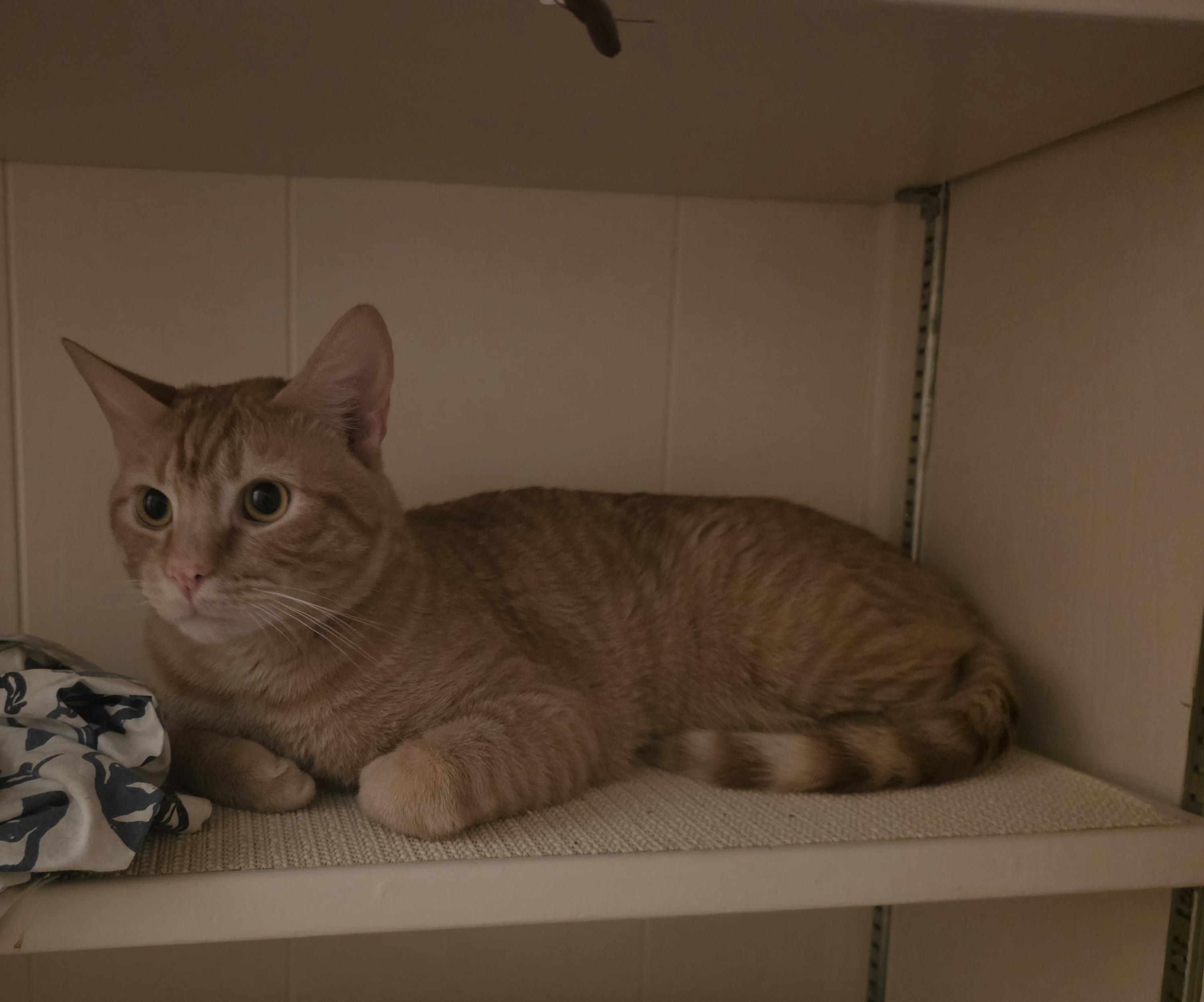 Enlarge Churro, a ADOPTABLE mixed breed in Mission Viejo, CA image 1/2