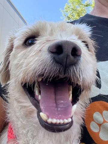 MICKEY, Adoptable, Adult Male Terrier & Mixed Breed.