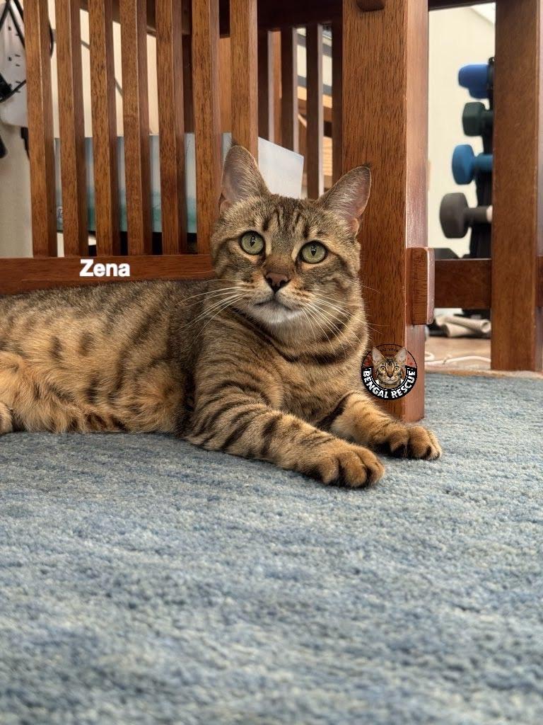 Enlarge Sheba and Zena, a Adoptable Bengal in Kirkland, WA image 2/6