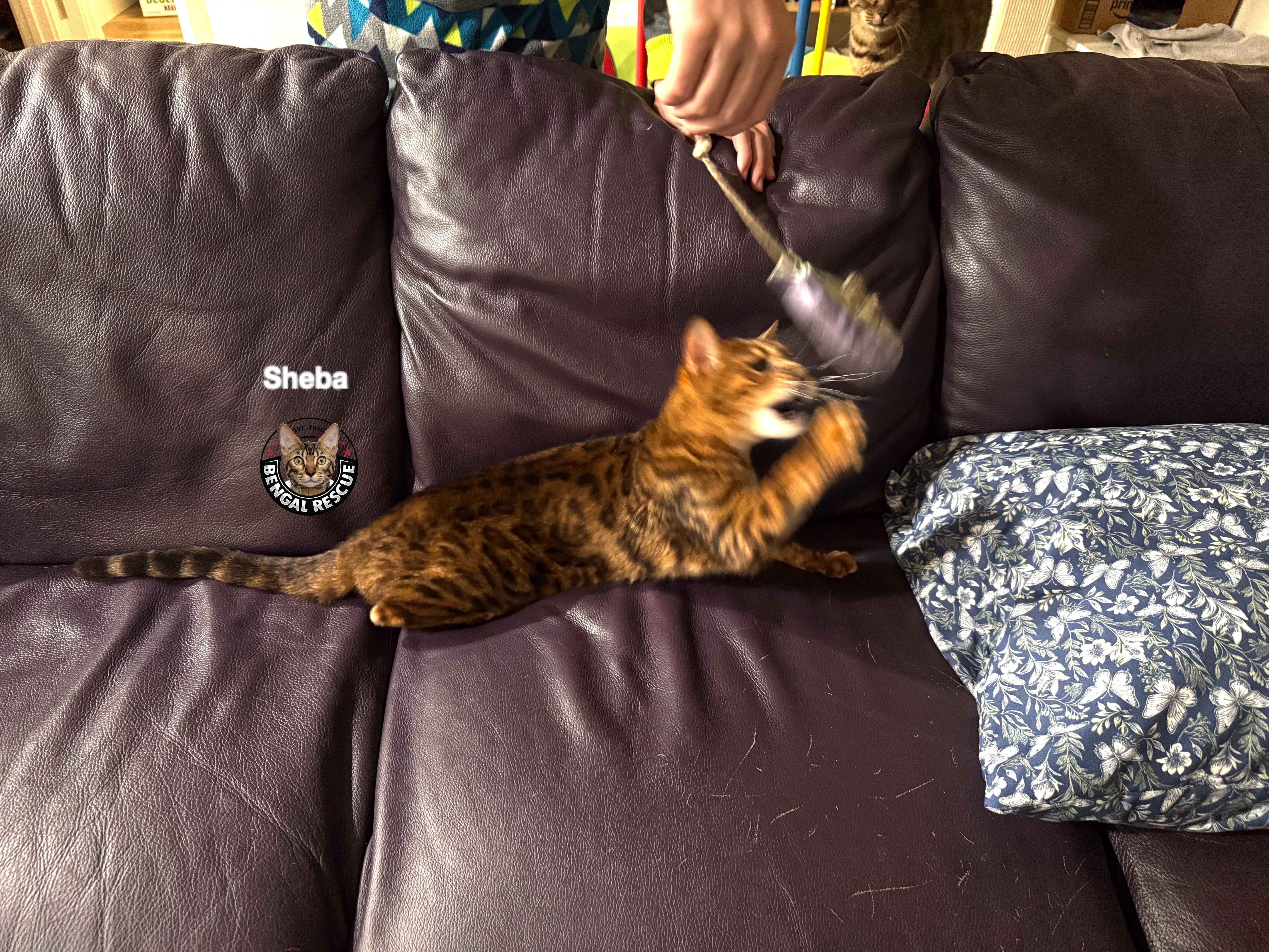 Enlarge Sheba and Zena, a Adoptable Bengal in Kirkland, WA image 5/6