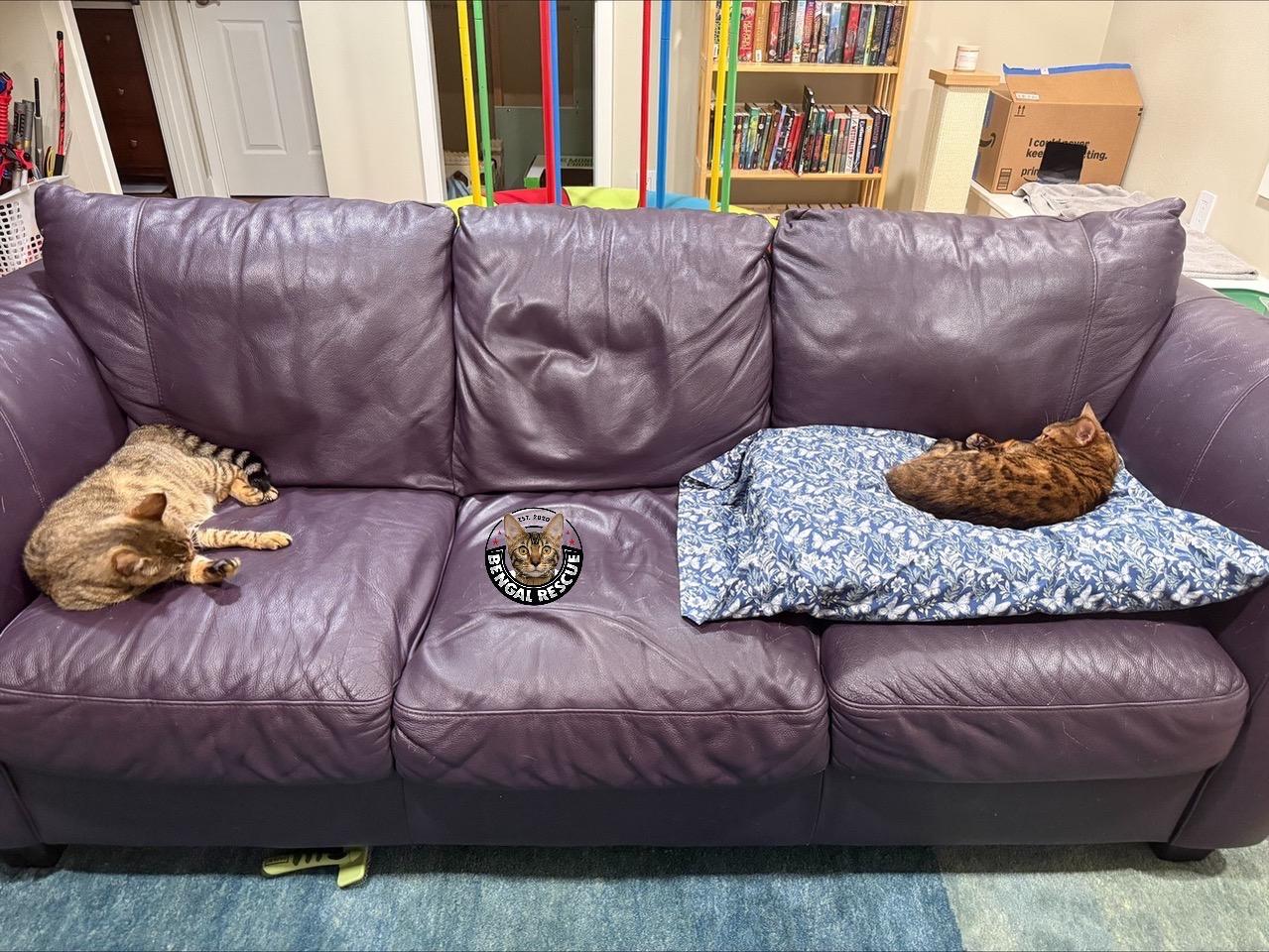 Enlarge Sheba and Zena, a Adoptable Bengal in Kirkland, WA image 6/6