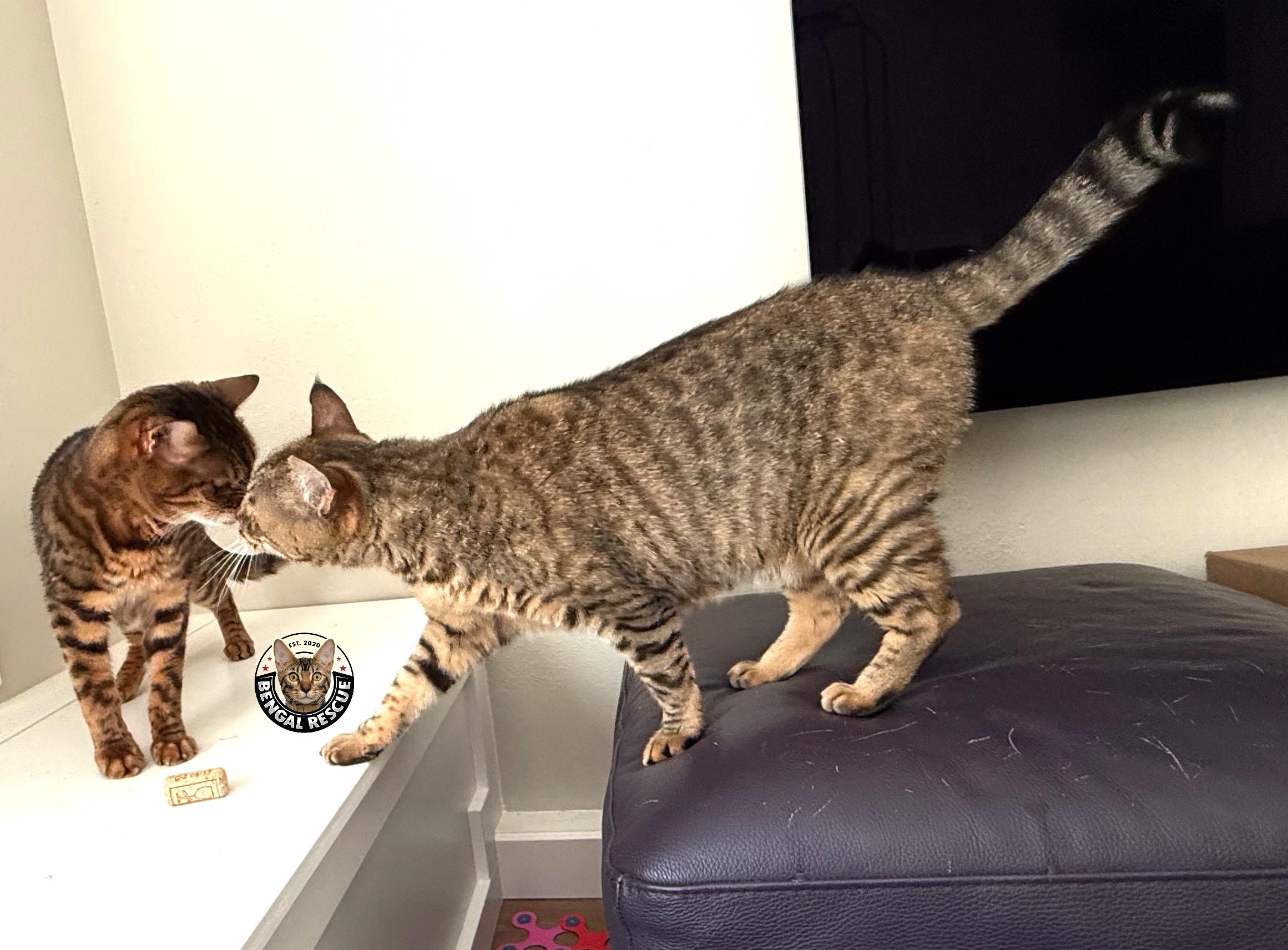 Enlarge Sheba and Zena, a Adoptable Bengal in Kirkland, WA image 4/6